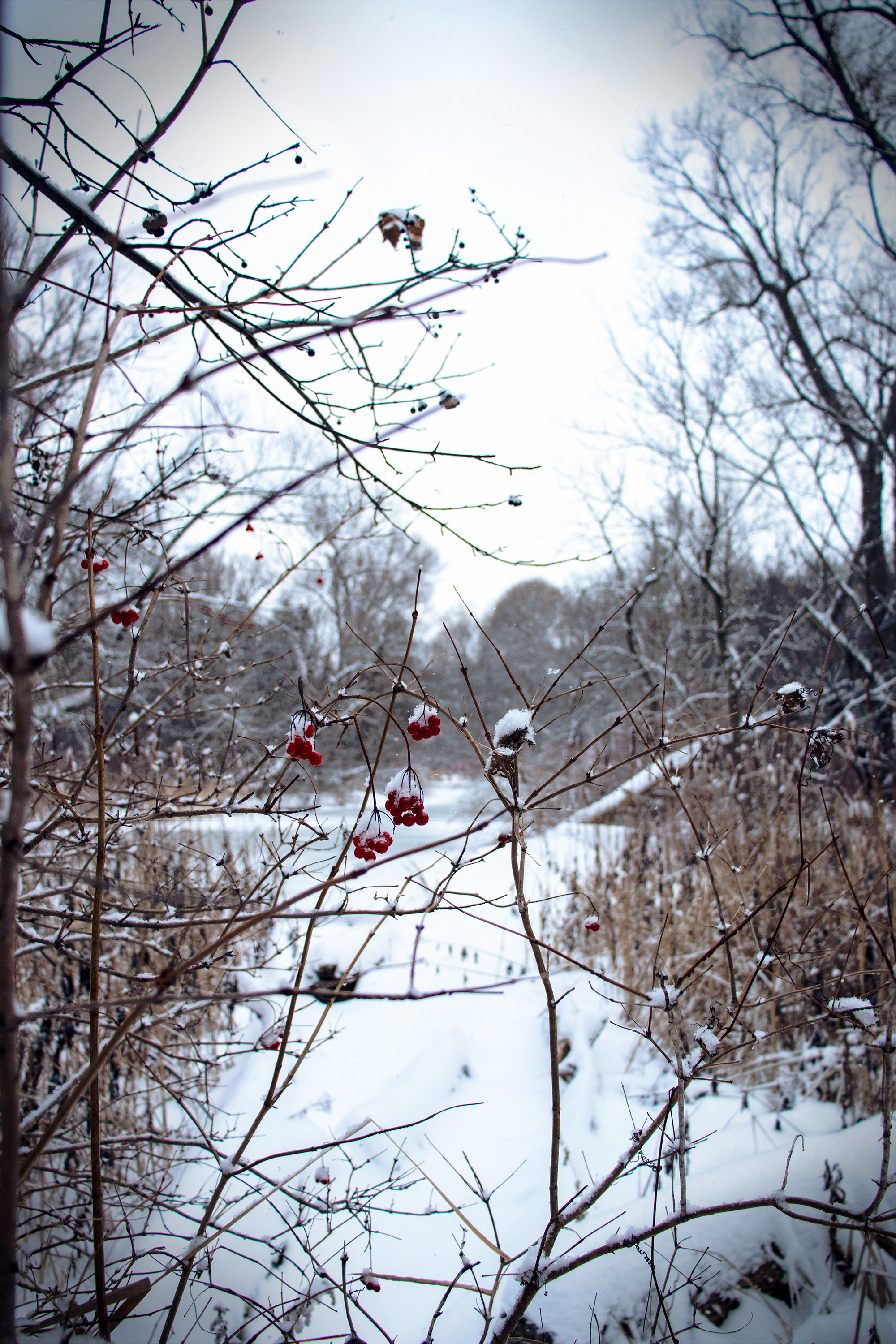 Snowy winter scene with red berries on branches HD Phone Wallpaper