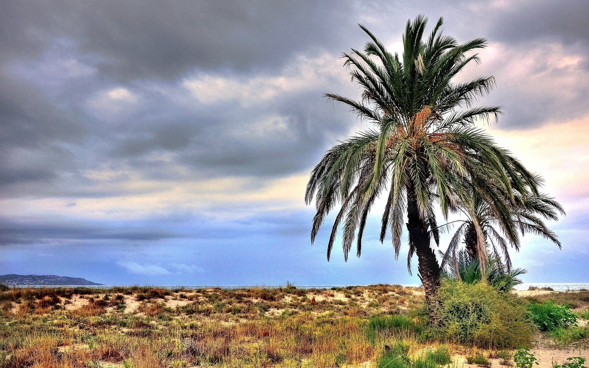 Palm trees on a sandy beach under a cloudy sky HD Wallpaper