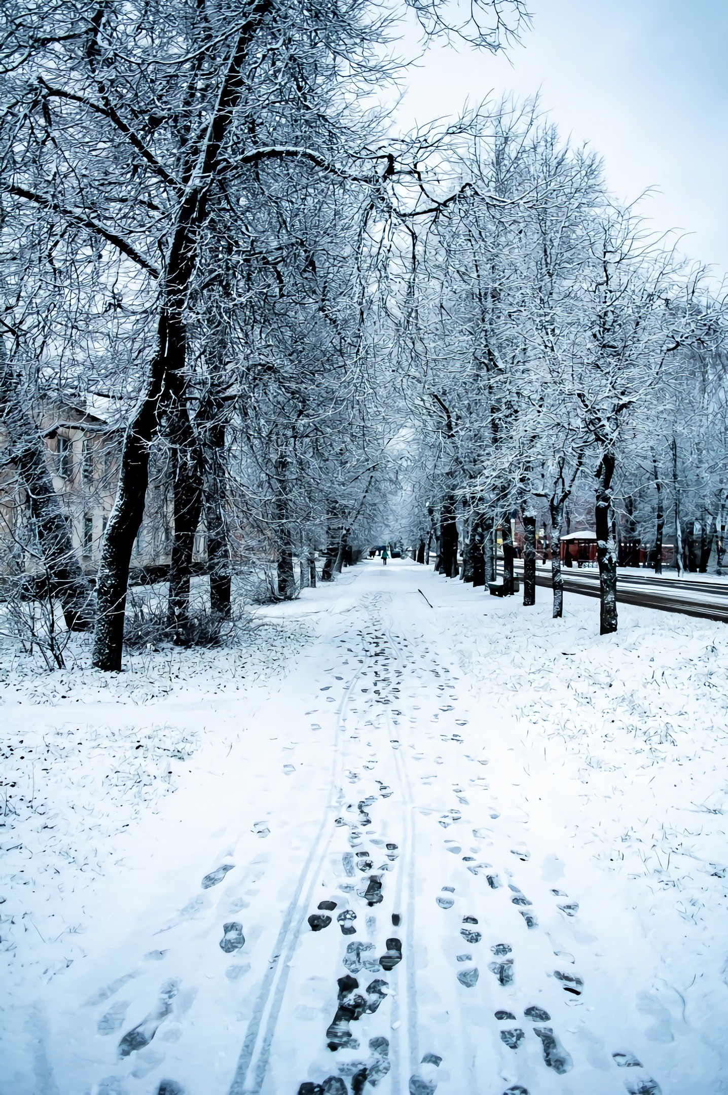 Snowy path lined with trees in winter HD Phone Wallpaper