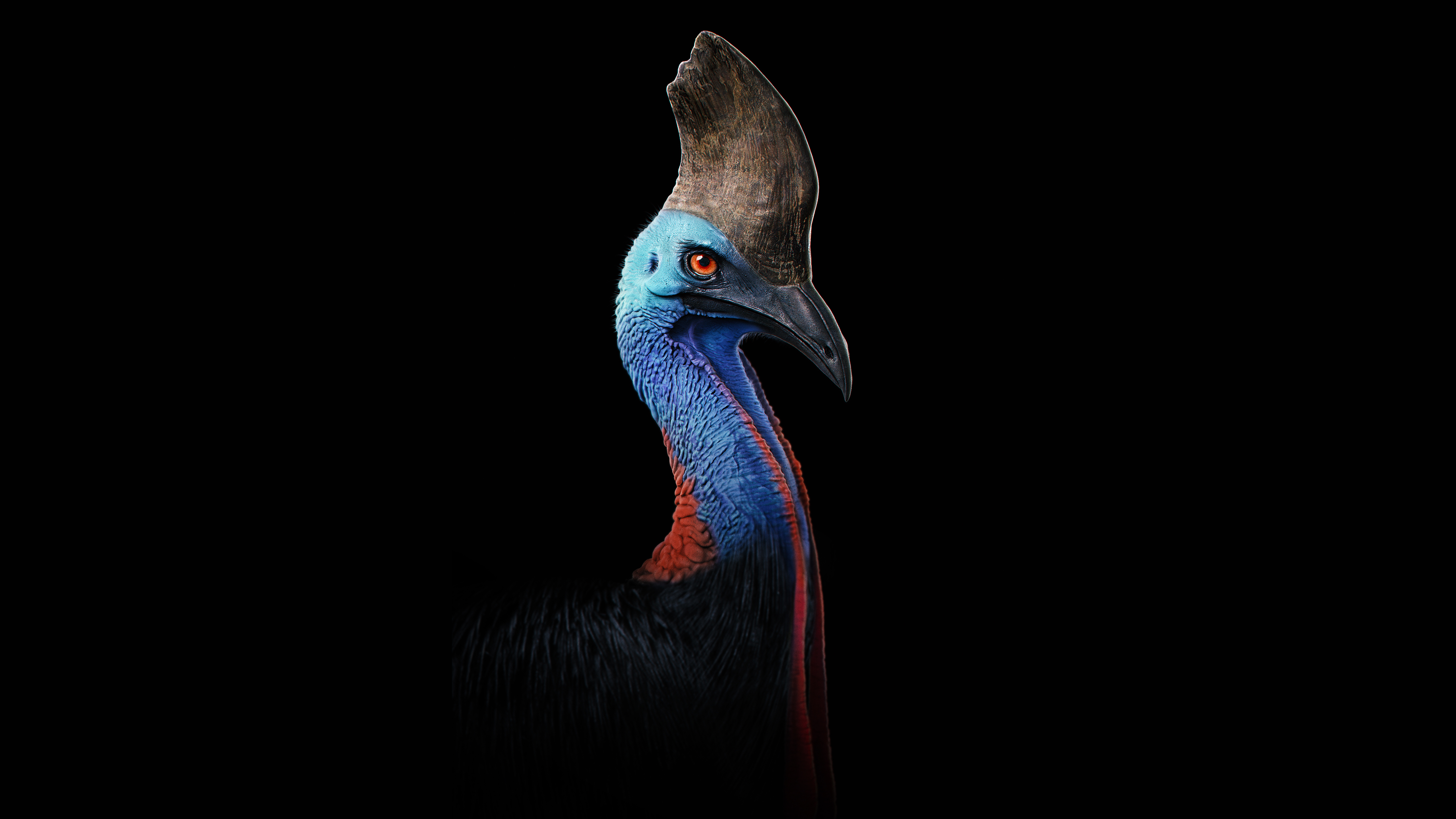 Cassowary bird with blue and red neck HD Wallpaper