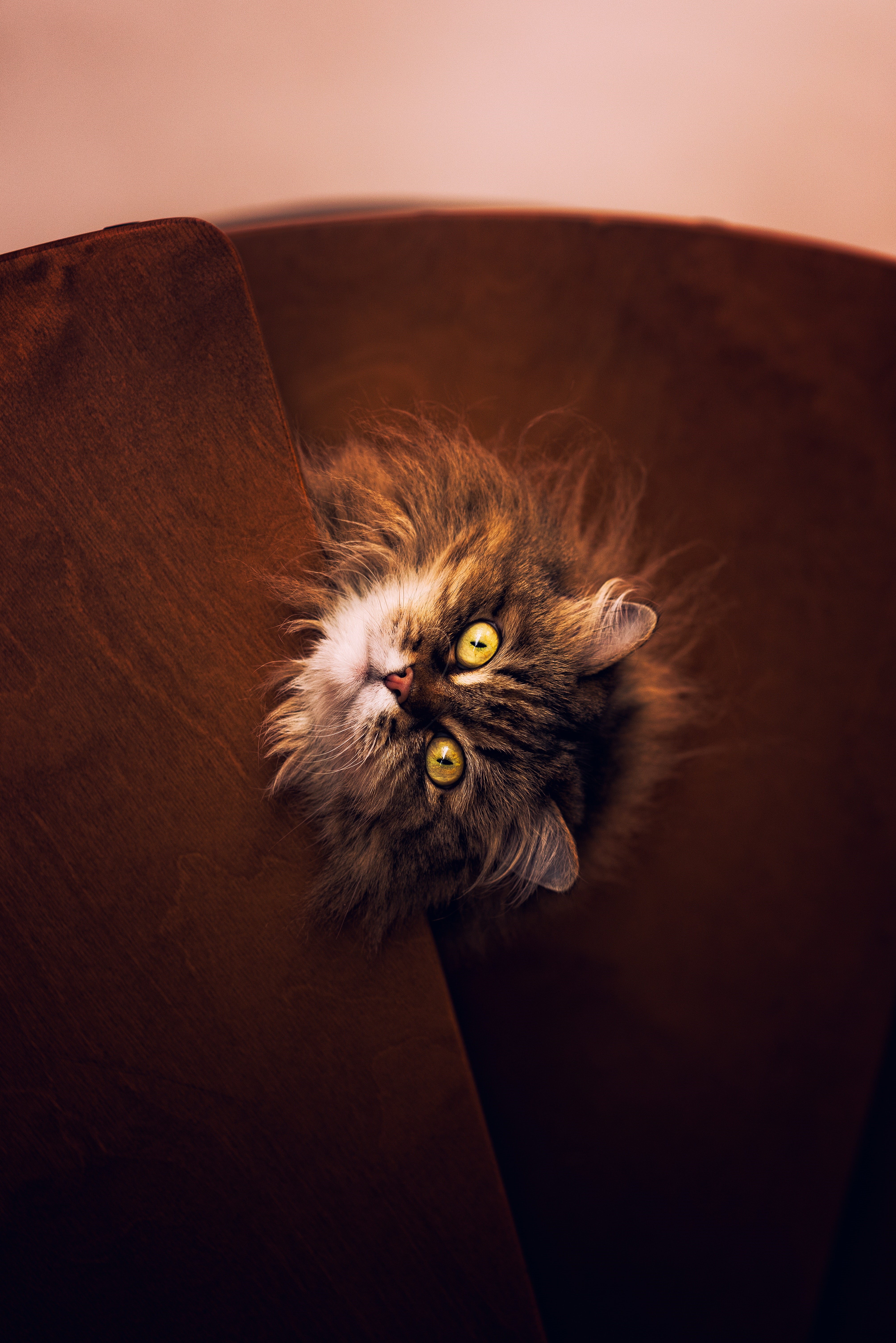 Brown Maine Coon Cat with Intense Yellow Eyes HD Phone Wallpaper