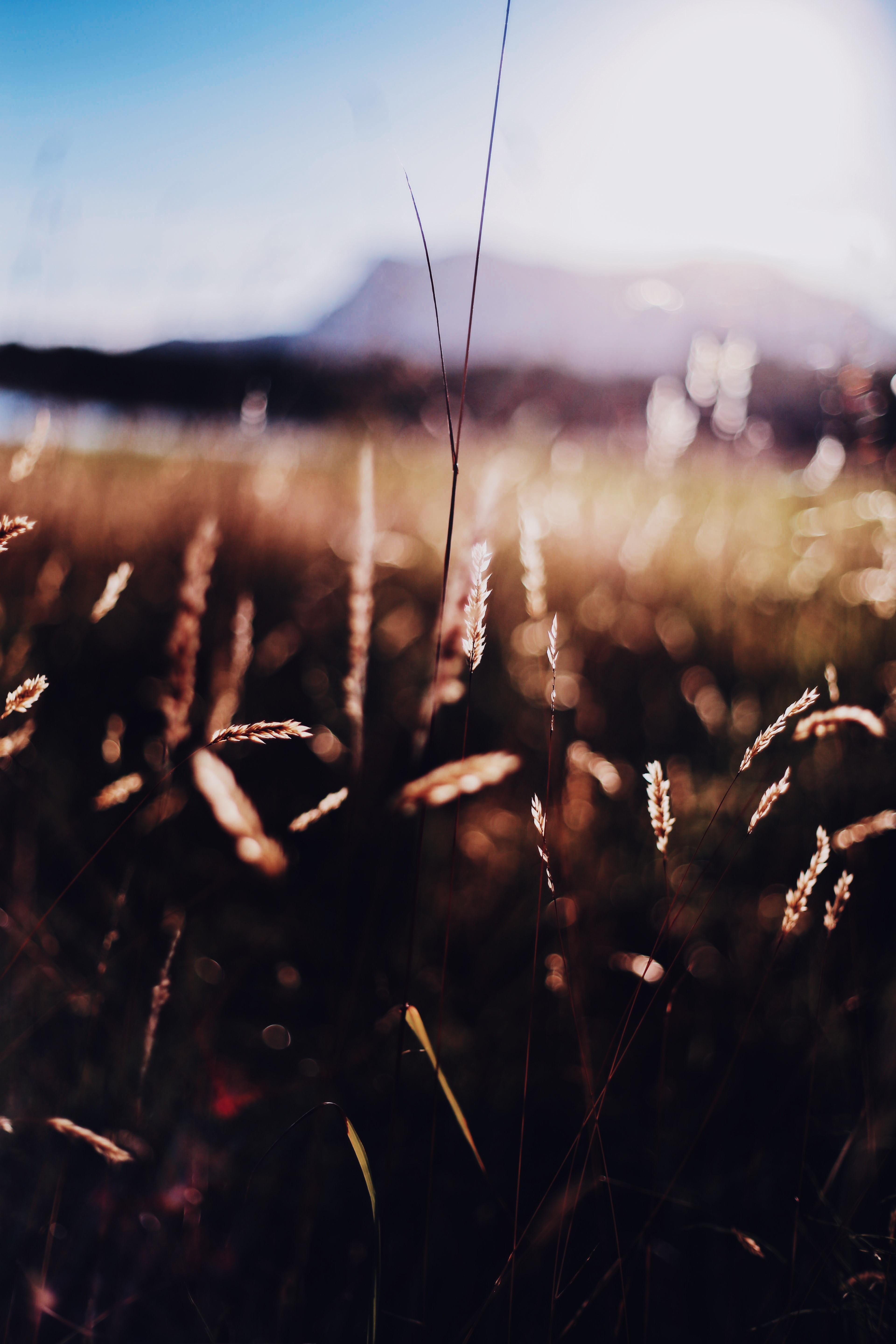 Sunlight on grass with mountain in background HD Phone Wallpaper