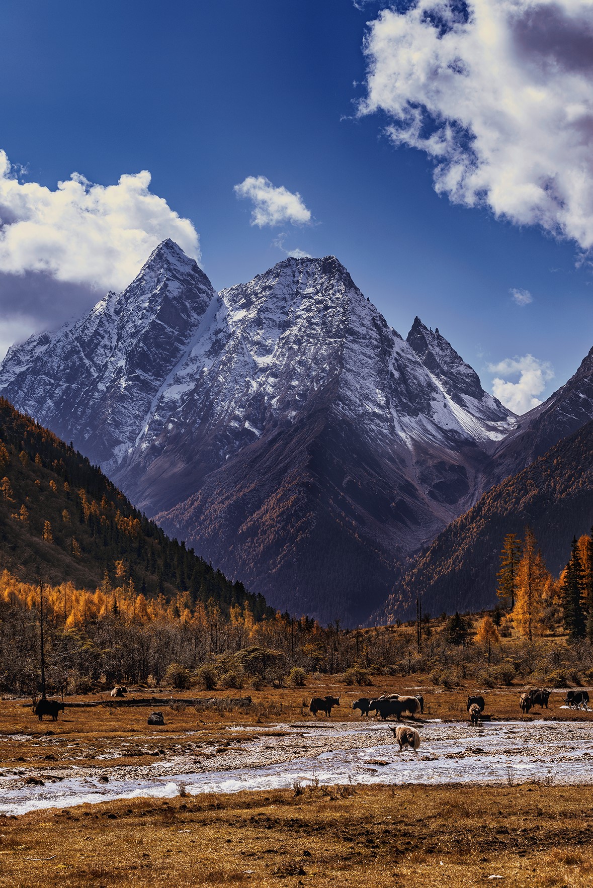 Snow-capped mountains in Sichuan valley with grazing animals HD Phone Wallpaper