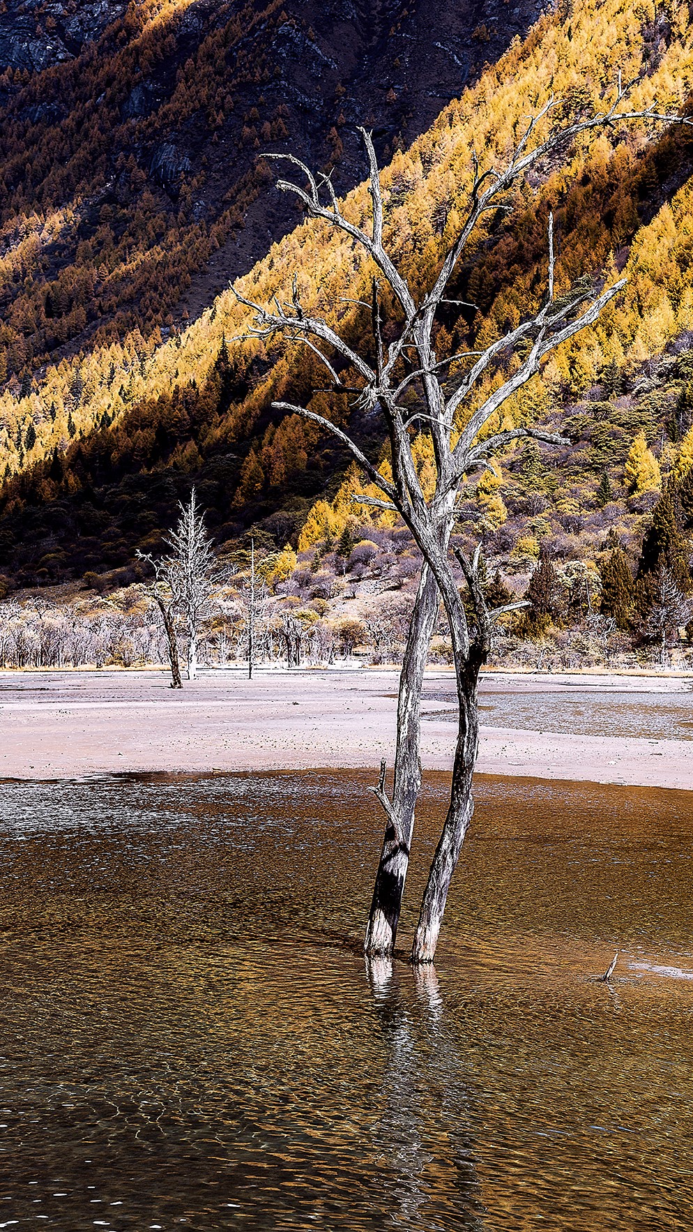 Dead trees in a shallow body of water with a mountain backdrop HD Phone Wallpaper