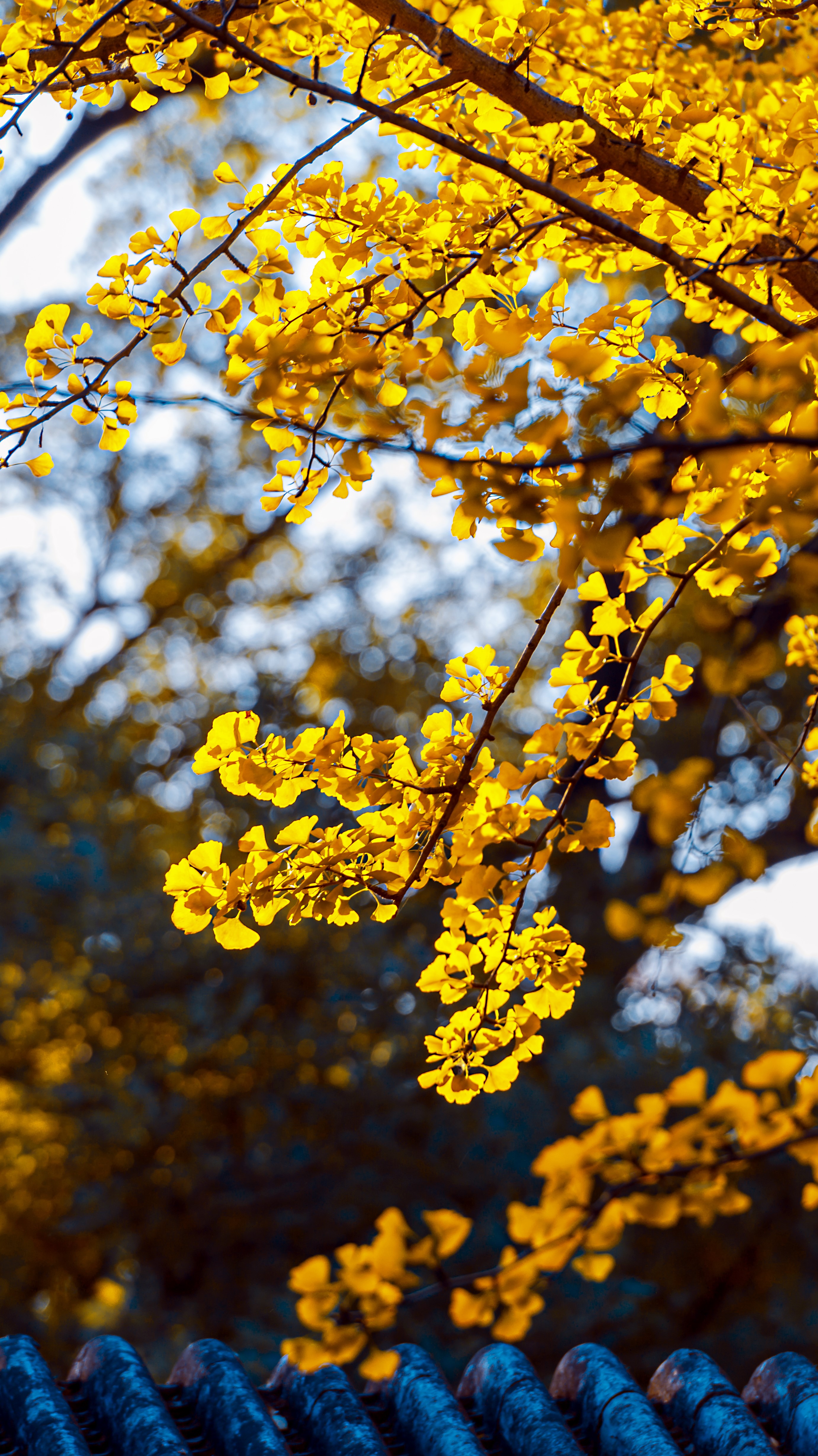 Yellow ginkgo leaves on branches in autumn HD Phone Wallpaper