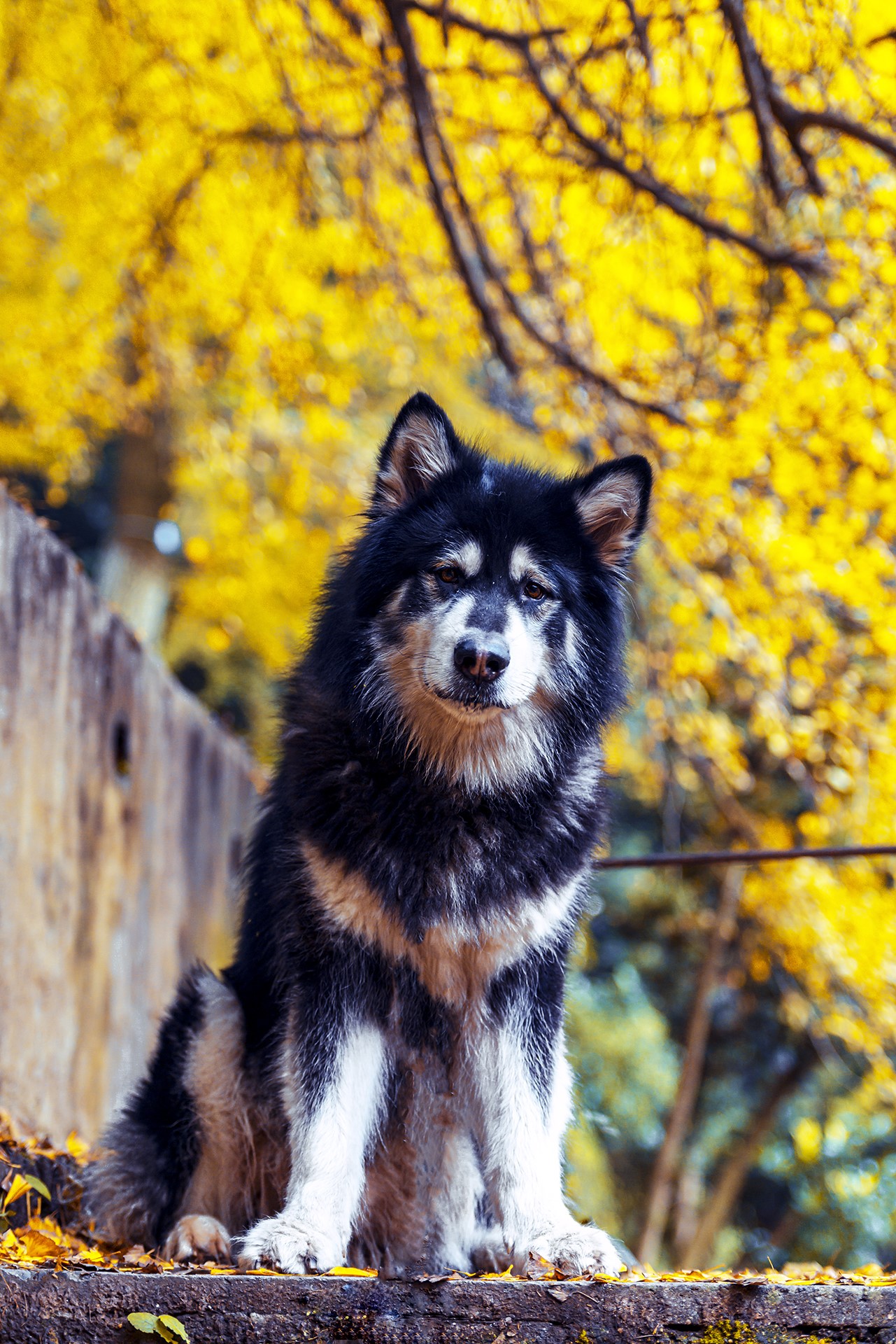 Dog sitting in front of yellow trees HD Phone Wallpaper