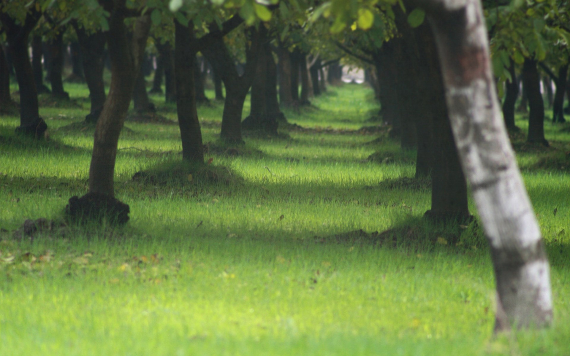 A row of trees in a grassy field HD Wallpaper
