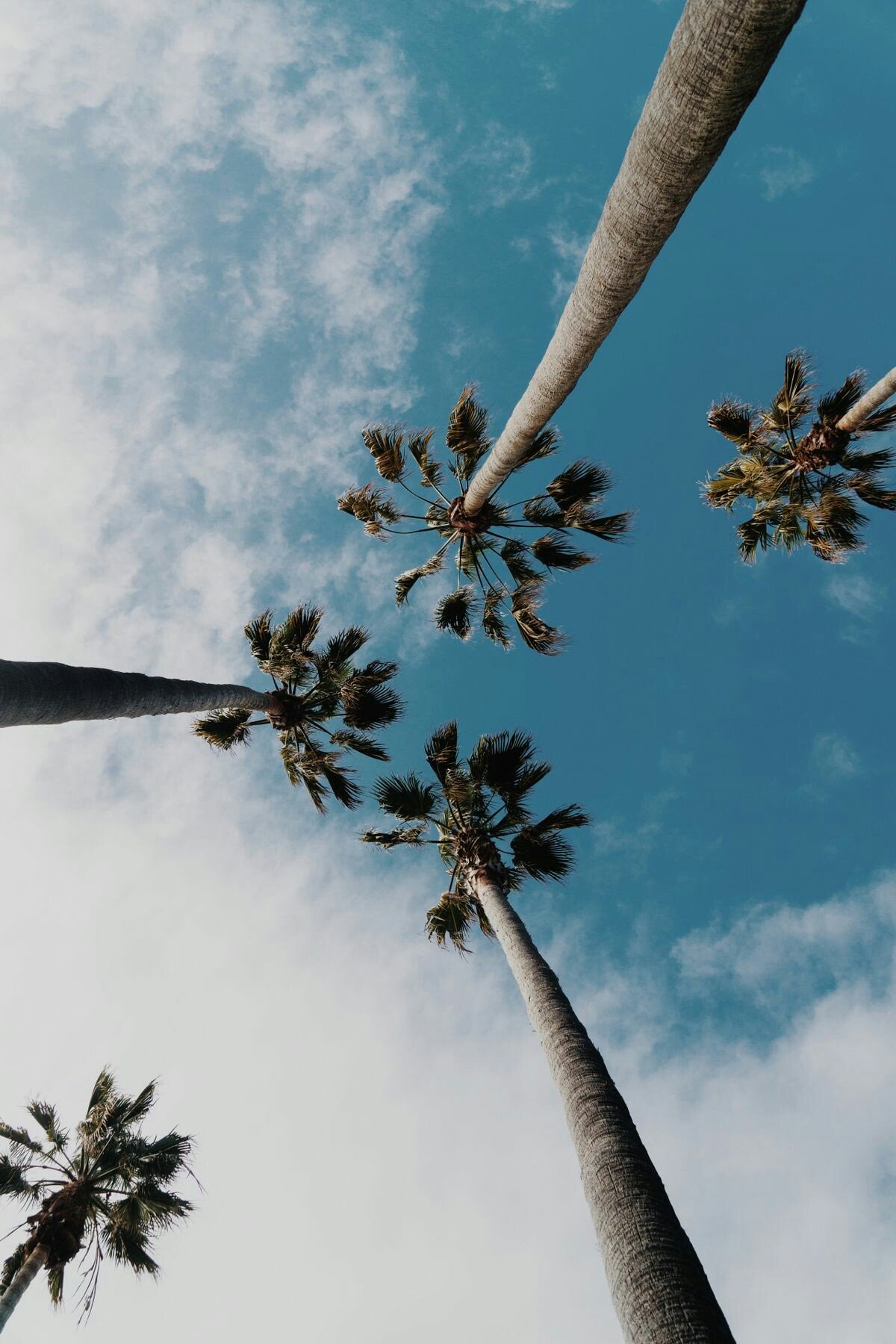 Palm trees against a blue sky HD Phone Wallpaper