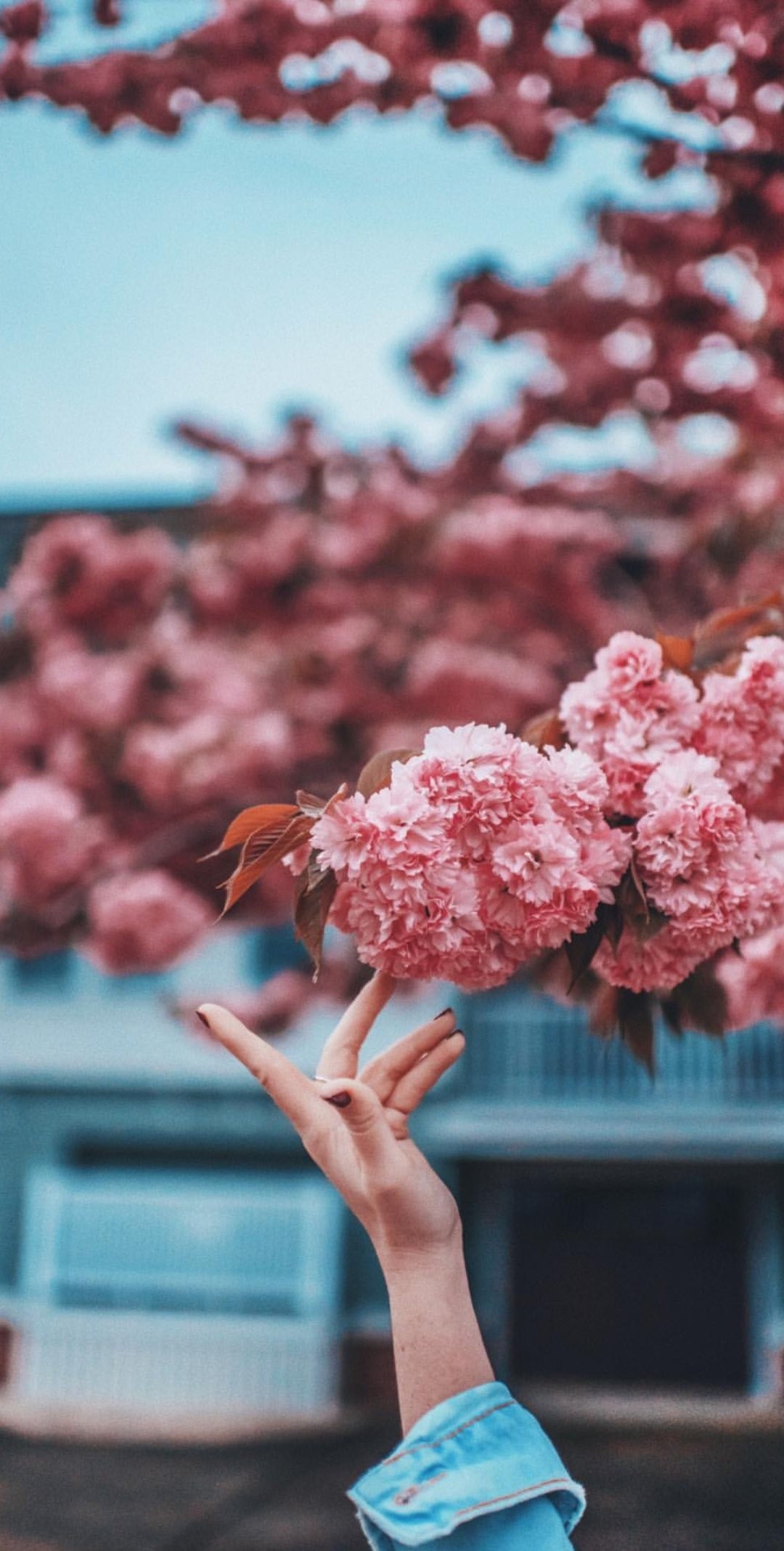 Hand reaching for pink cherry blossoms HD Phone Wallpaper