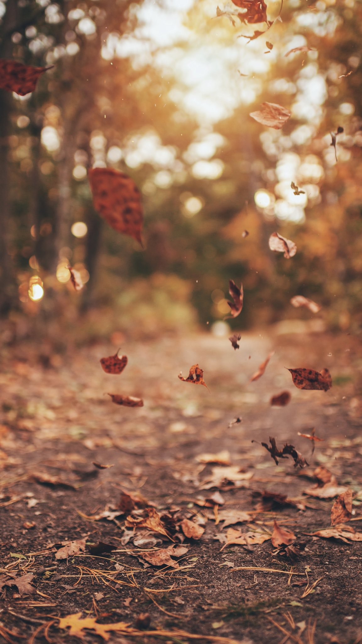 Falling Leaves in Autumn Forest Path HD Phone Wallpaper