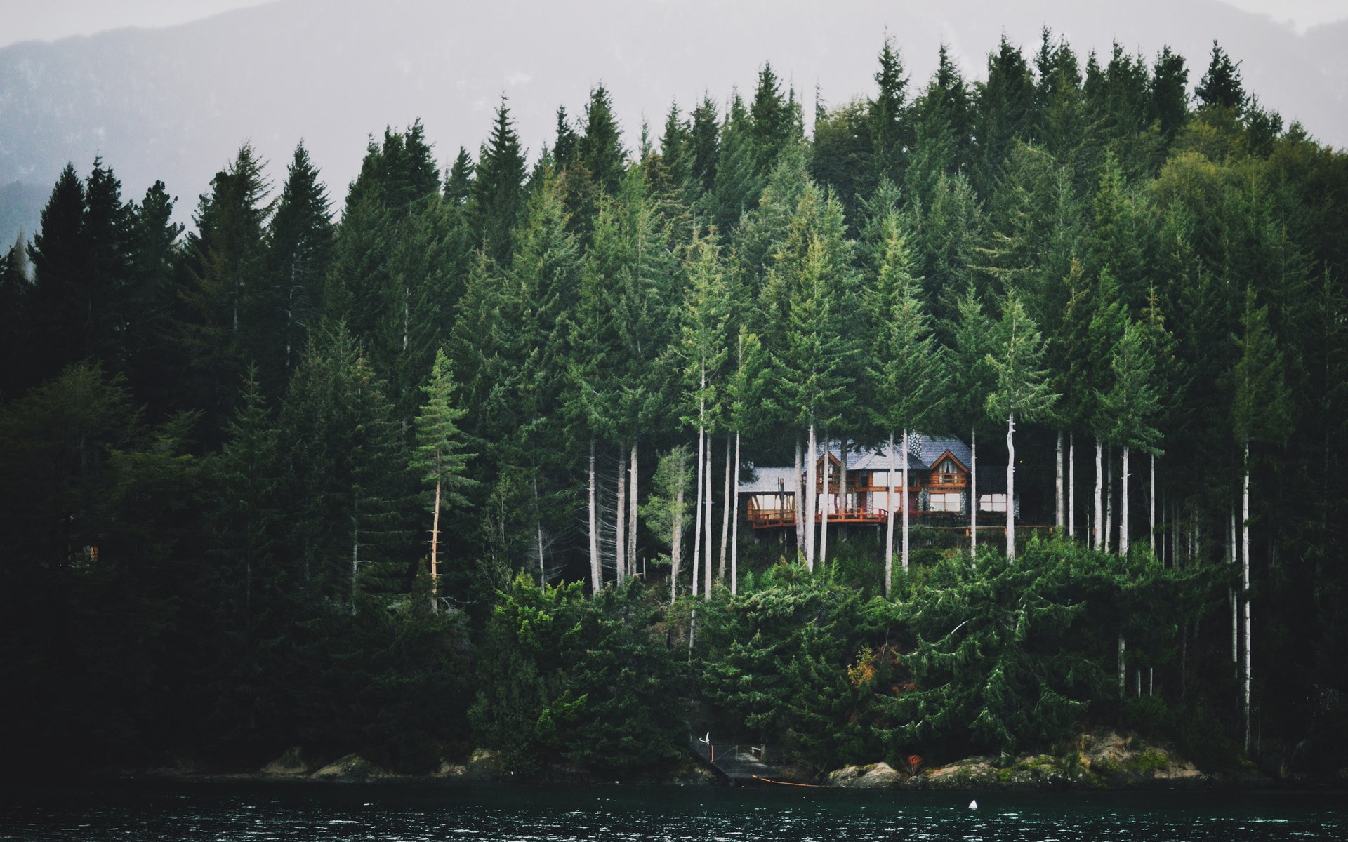 House nestled in a dense evergreen forest by a lake HD Wallpaper