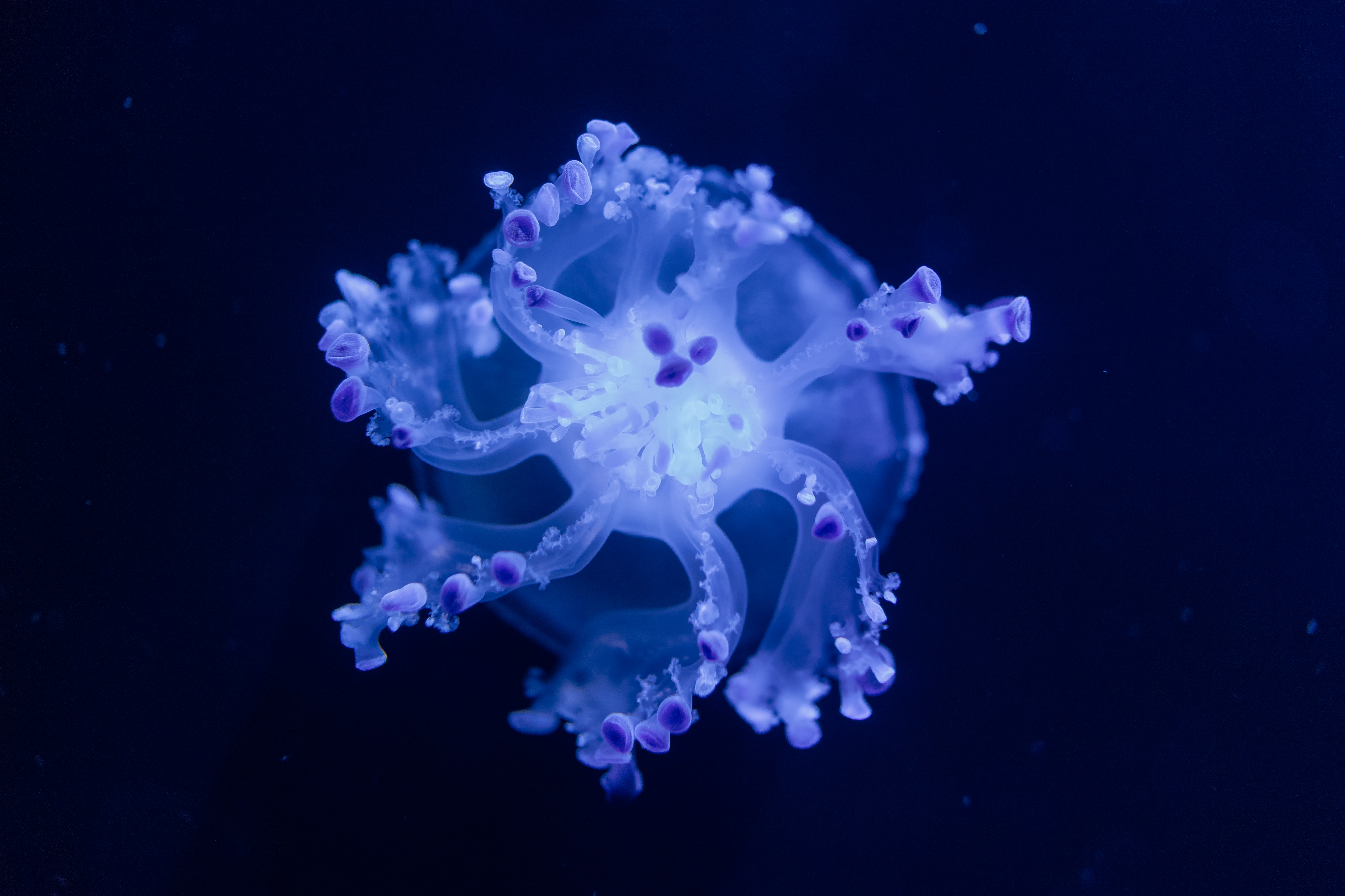 Blue Jellyfish Underwater 4K HD Wallpaper