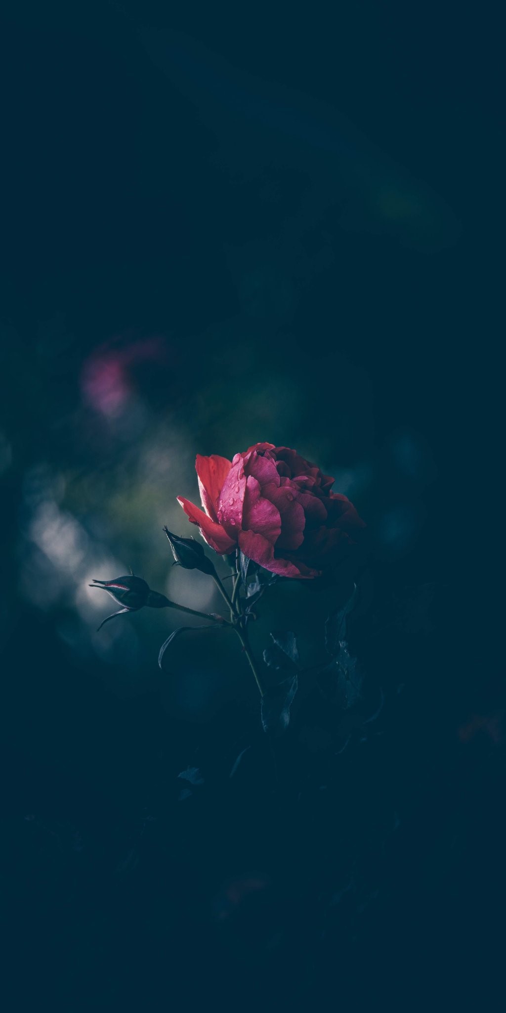 Red rose with buds in dark garden HD Phone Wallpaper