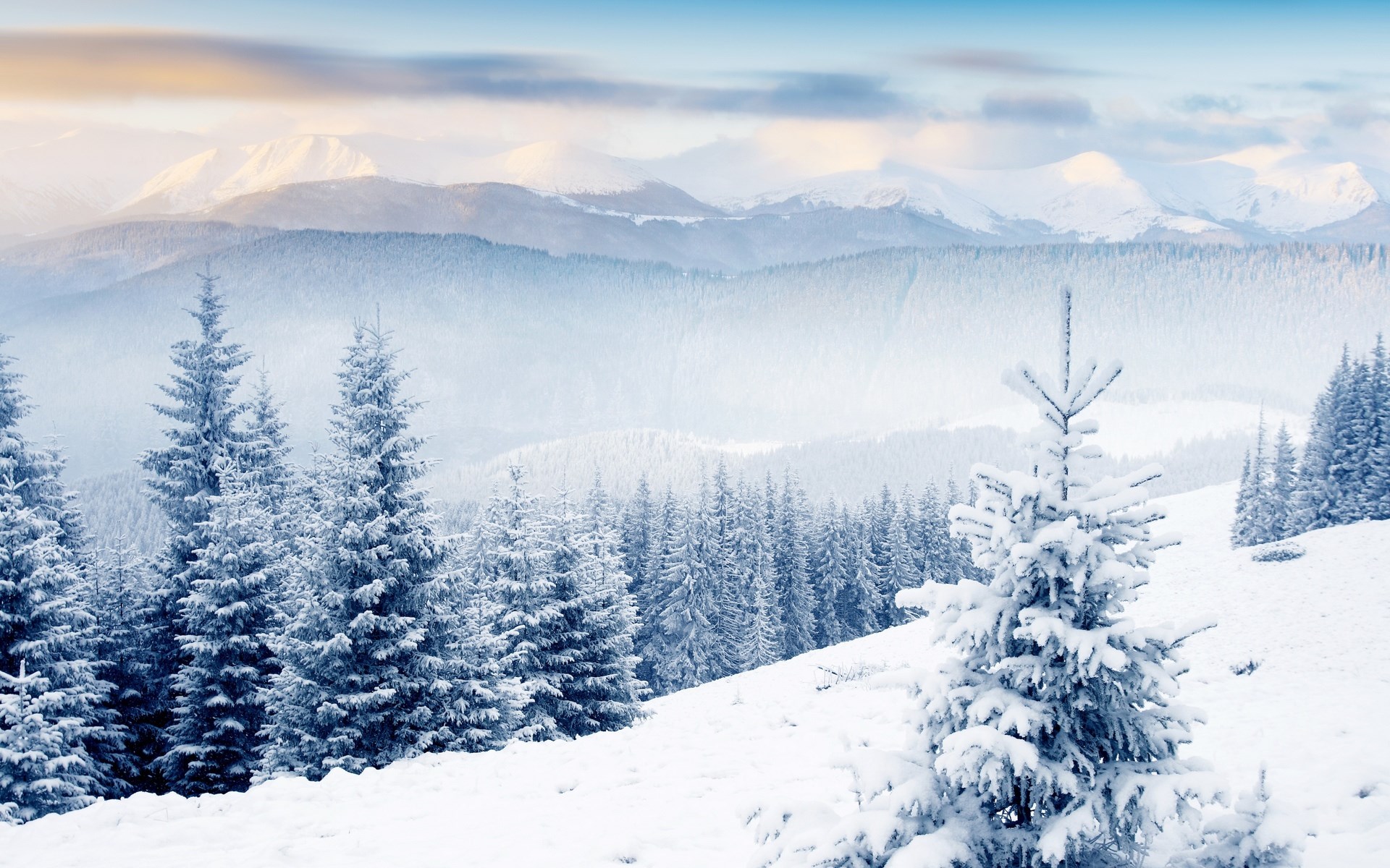Snow-covered mountains and pine trees HD Wallpaper