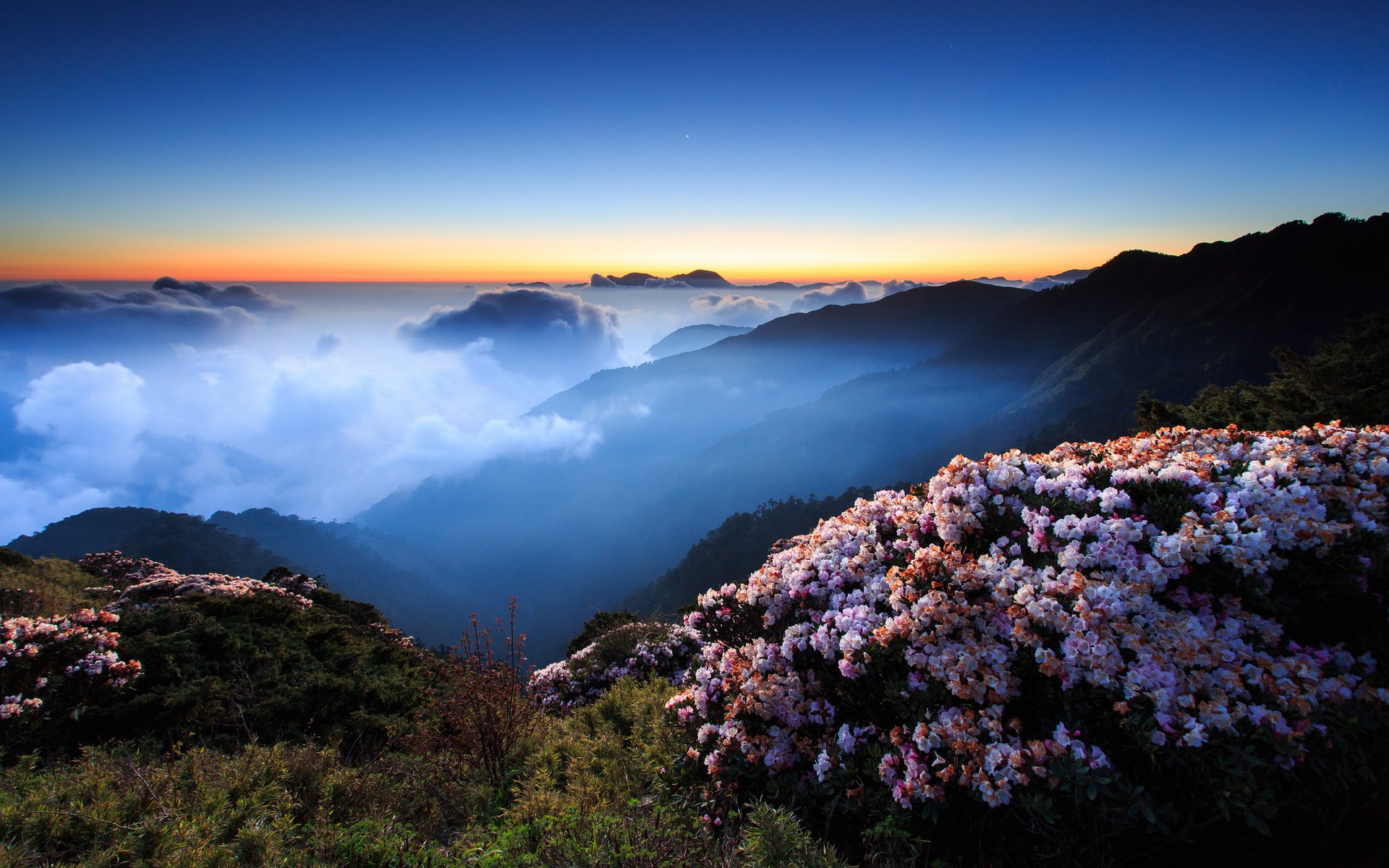 Mountain landscape with flowers at sunrise over clouds HD Wallpaper