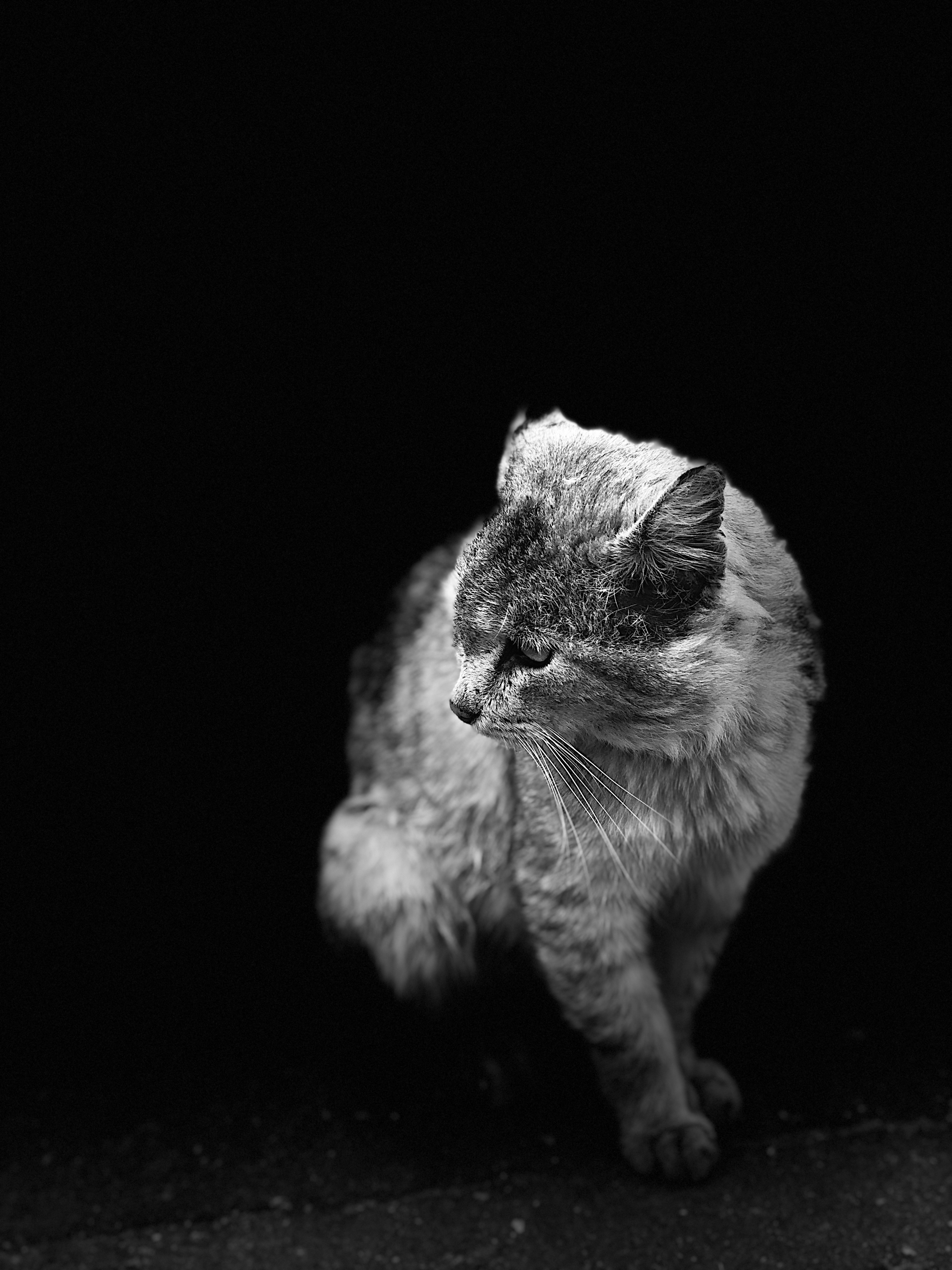 Monochrome portrait of a cat HD Phone Wallpaper