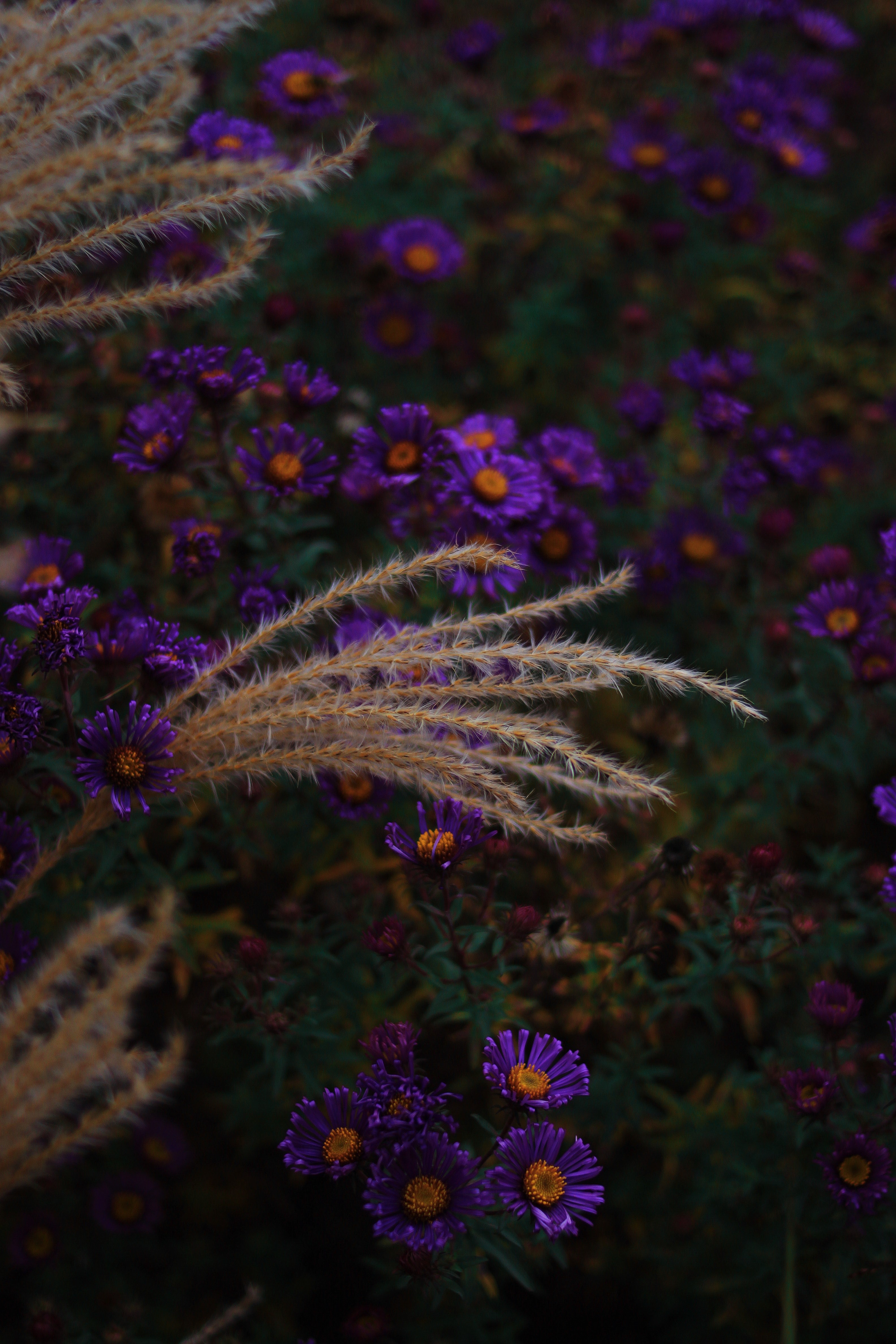 Purple asters and ornamental grass HD Phone Wallpaper