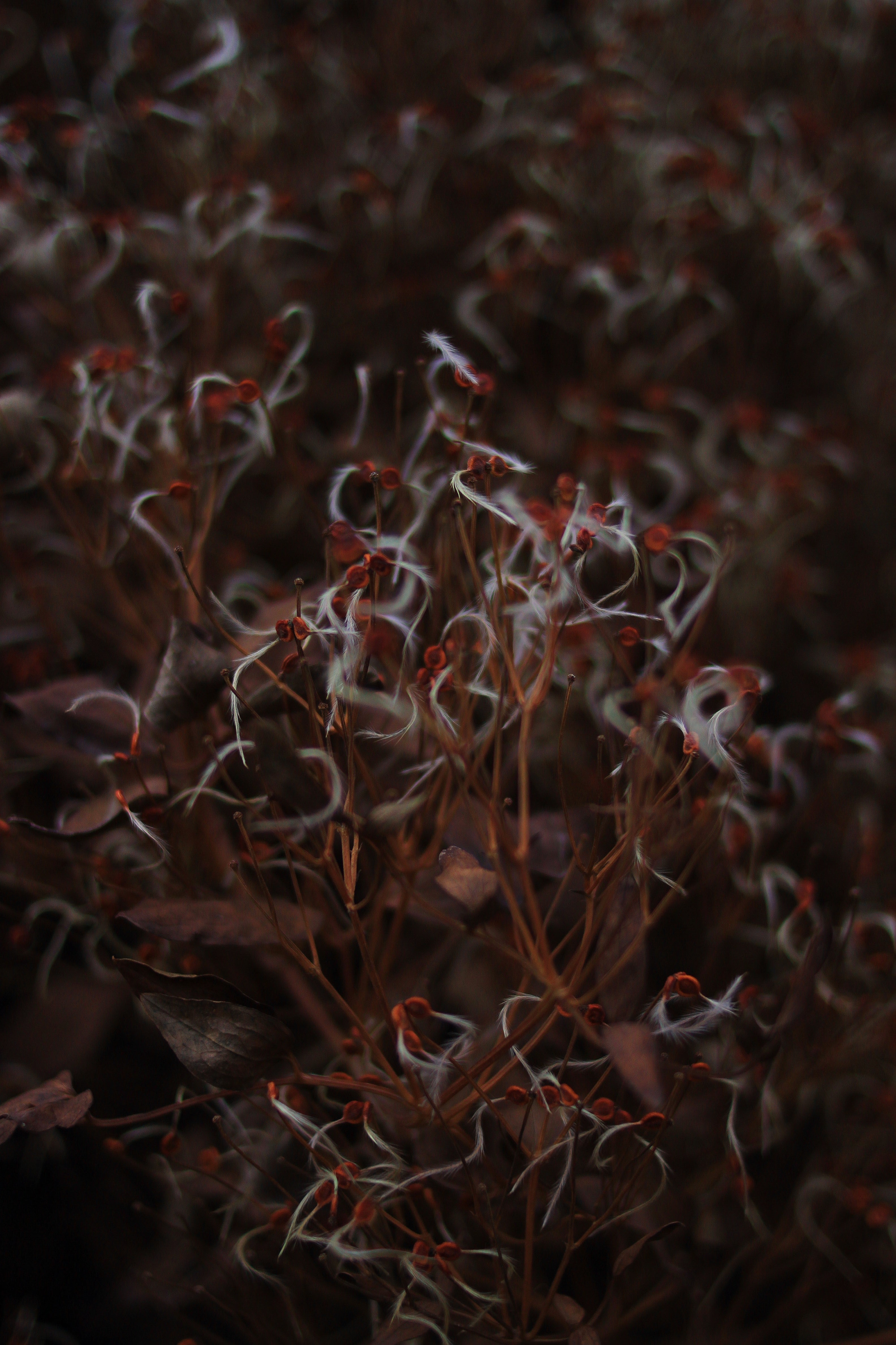 Close-up of delicate plant with red buds and white tendrils HD Phone Wallpaper