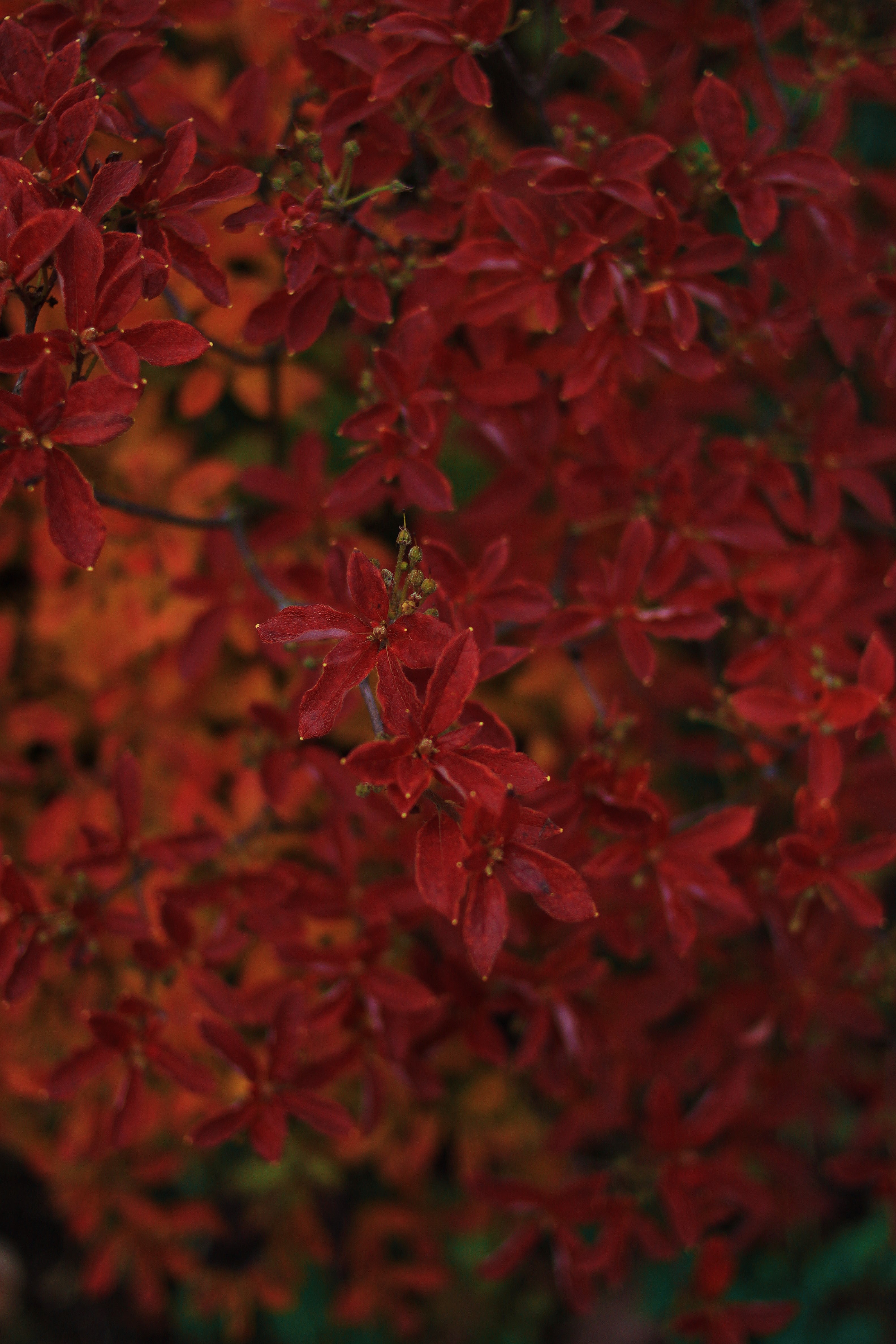 Close-up of red autumn leaves on a bush HD Phone Wallpaper