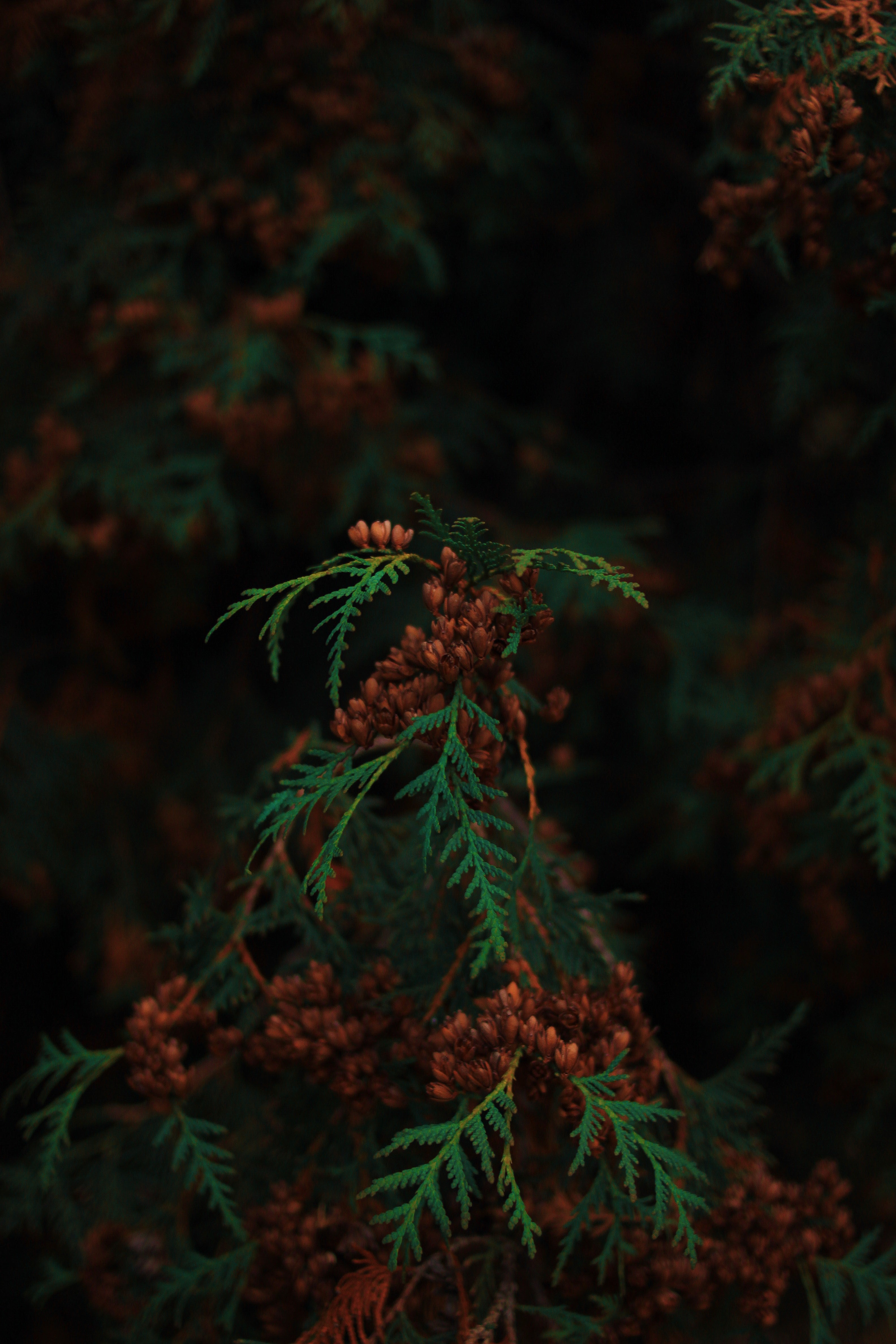 Green cedar branches with brown cones HD Phone Wallpaper