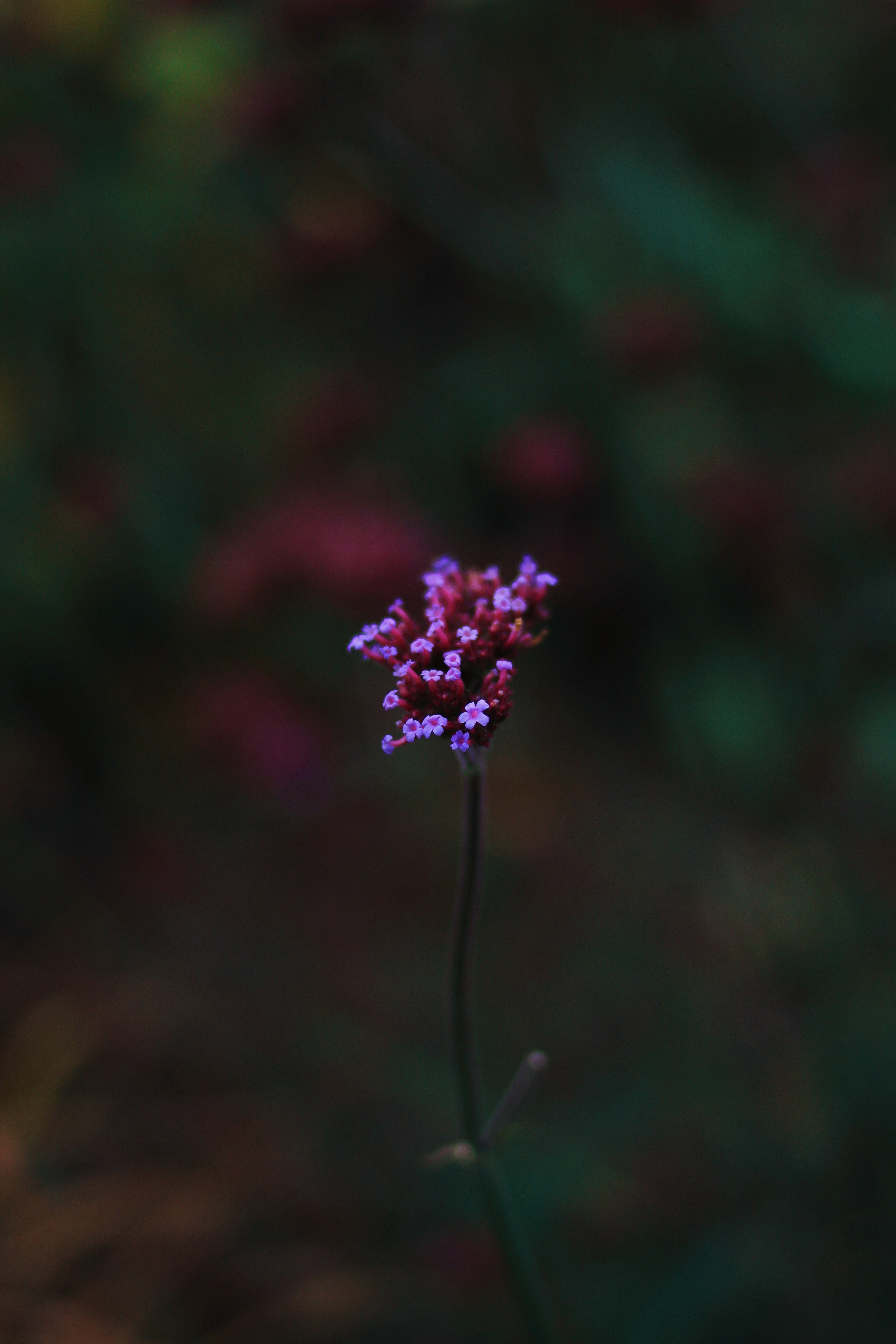 Purple flower with blurred background HD Phone Wallpaper