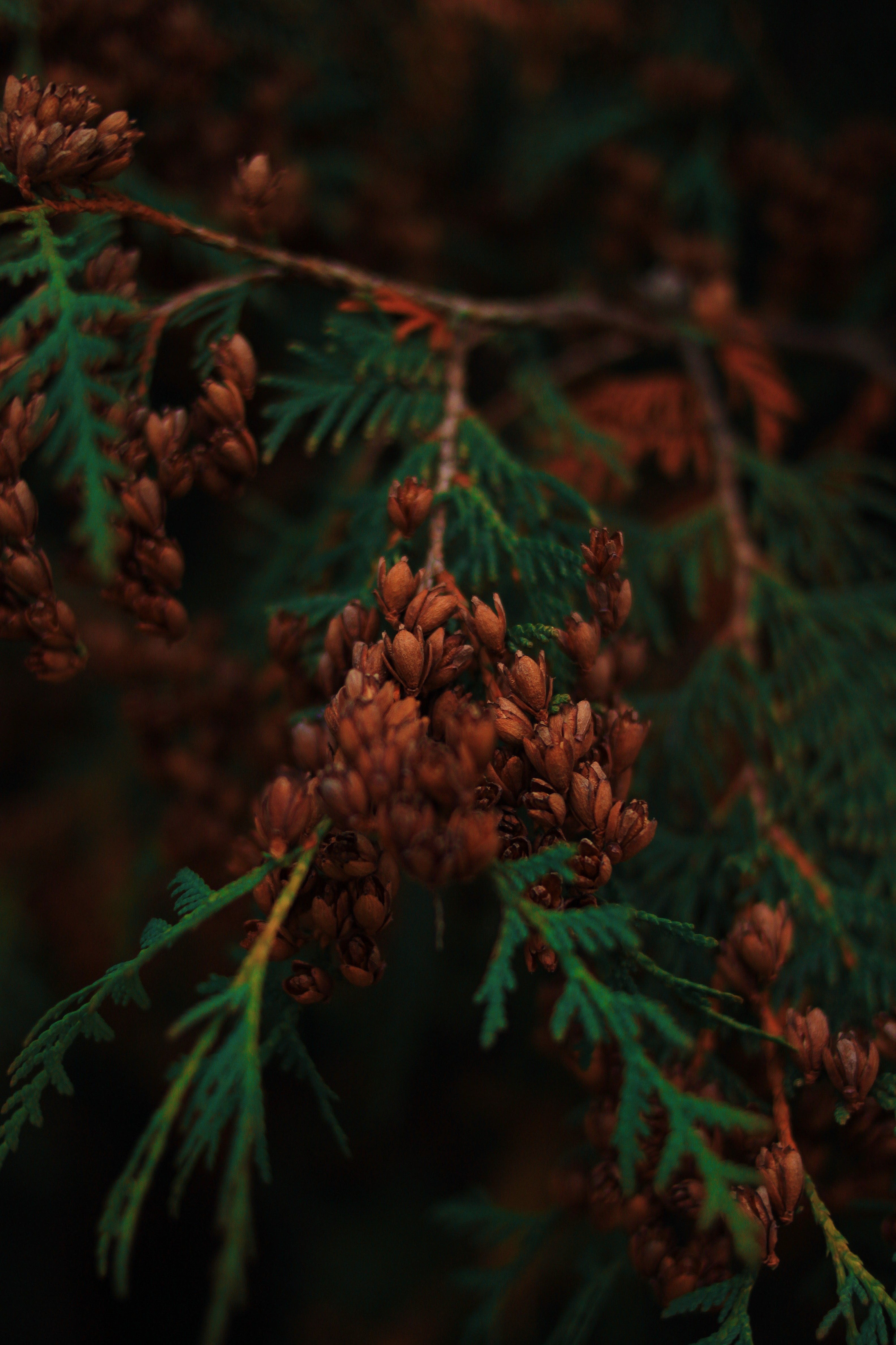 Close-up of a conifer branch with cones HD Phone Wallpaper