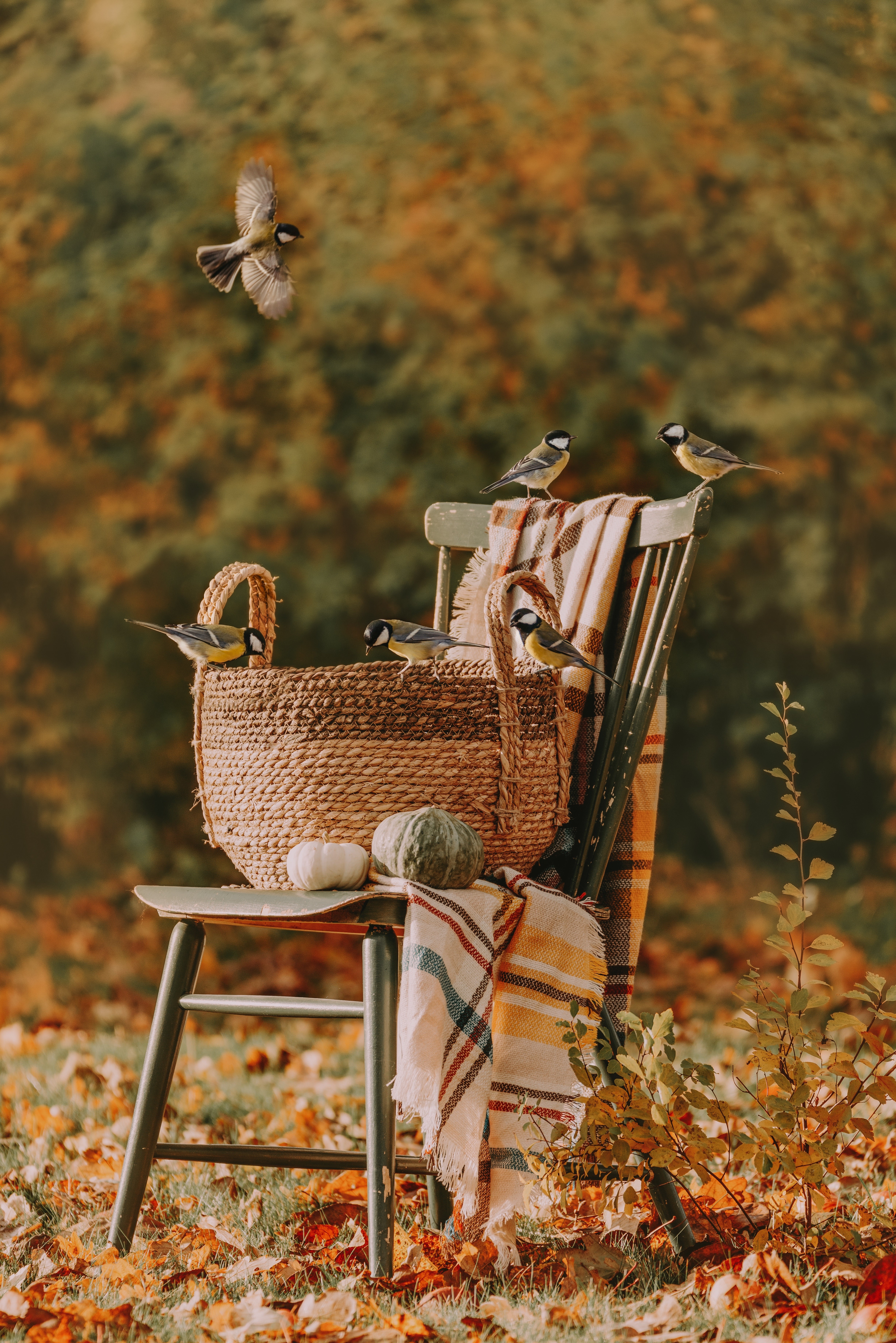 Birds on a chair with a basket and pumpkins in fall HD Phone Wallpaper