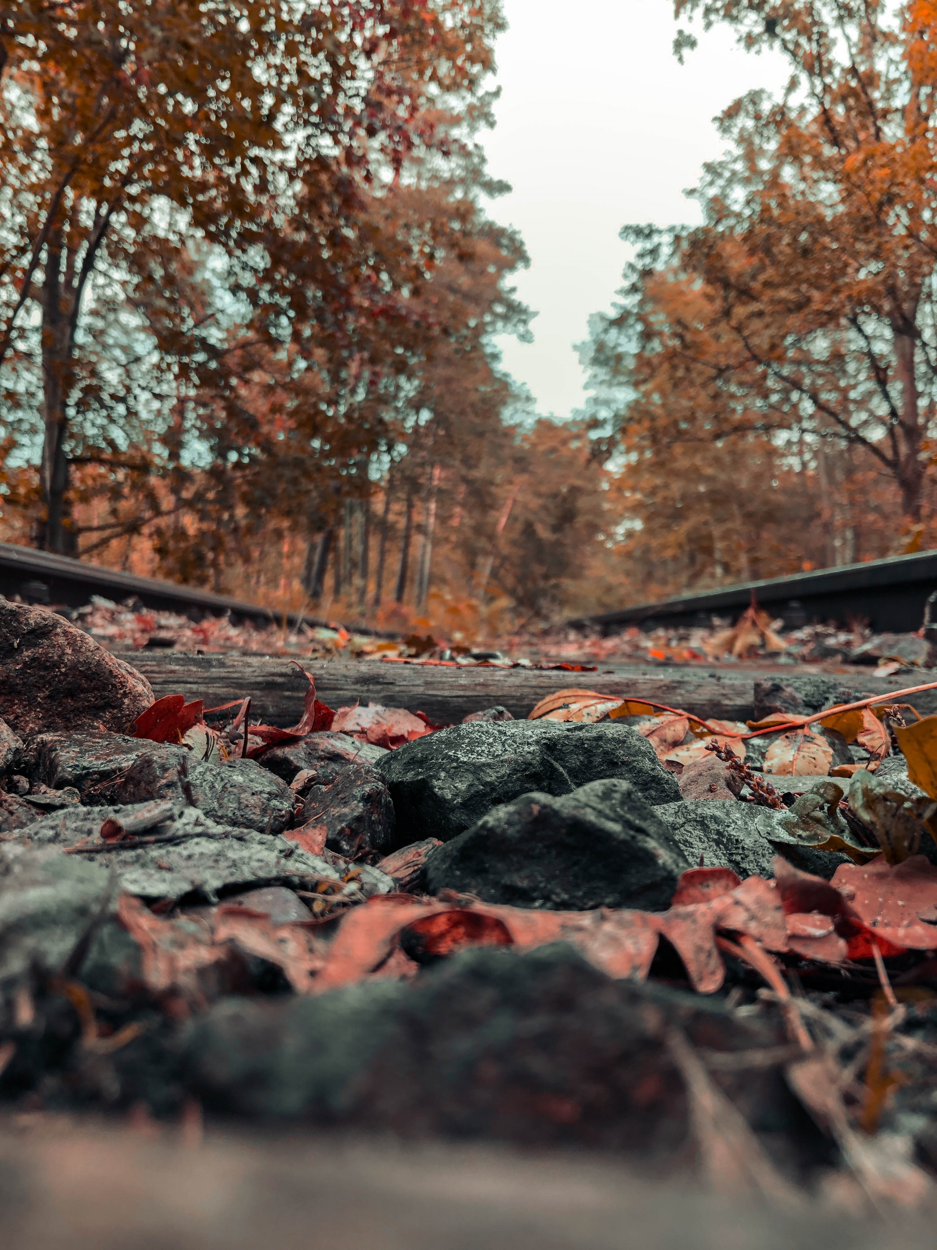Train tracks in autumn forest with fallen leaves HD Phone Wallpaper