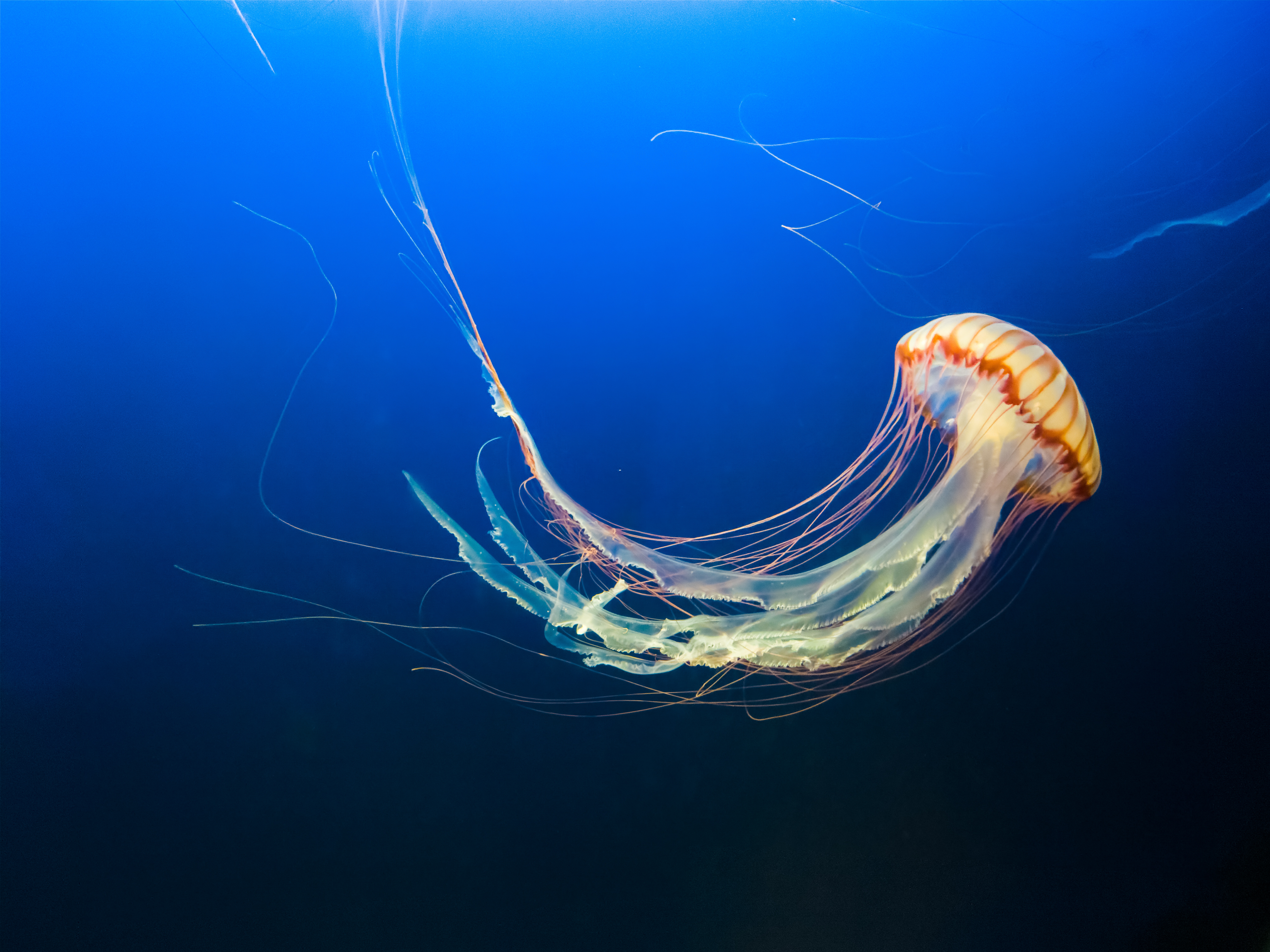Jellyfish swimming in blue water HD Wallpaper