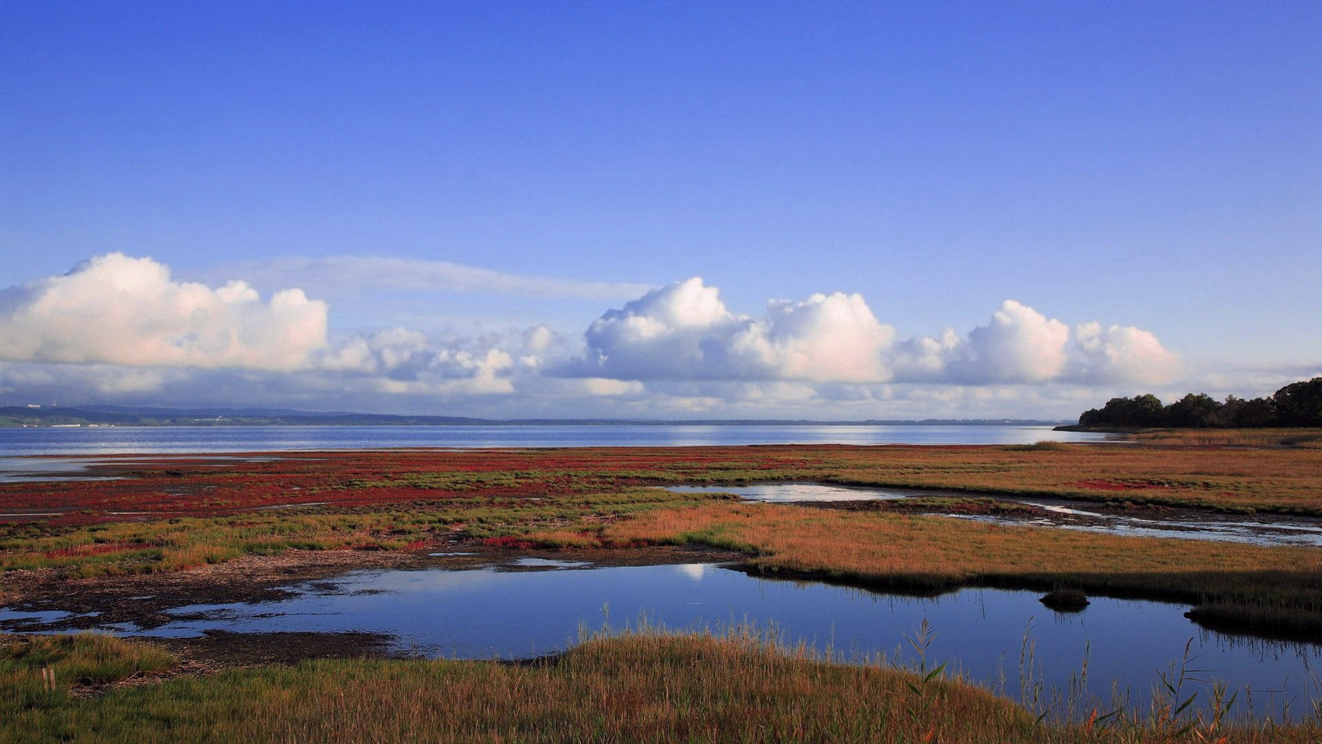 Marshland with calm water and blue sky HD Wallpaper
