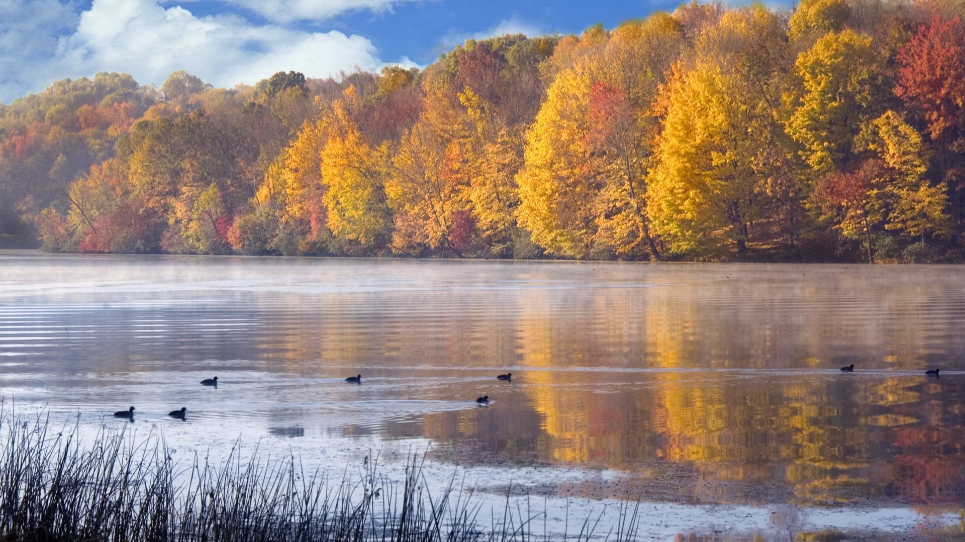 Autumn forest reflected in a misty lake with ducks HD Wallpaper