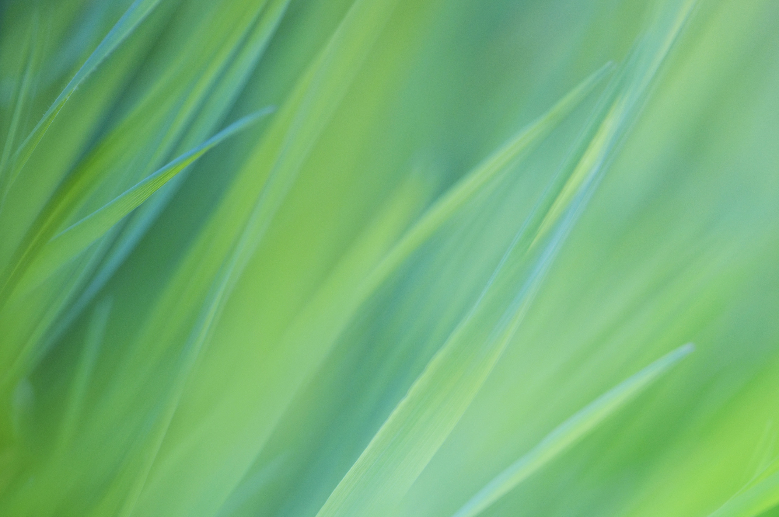 Abstract green grass blades HD Wallpaper