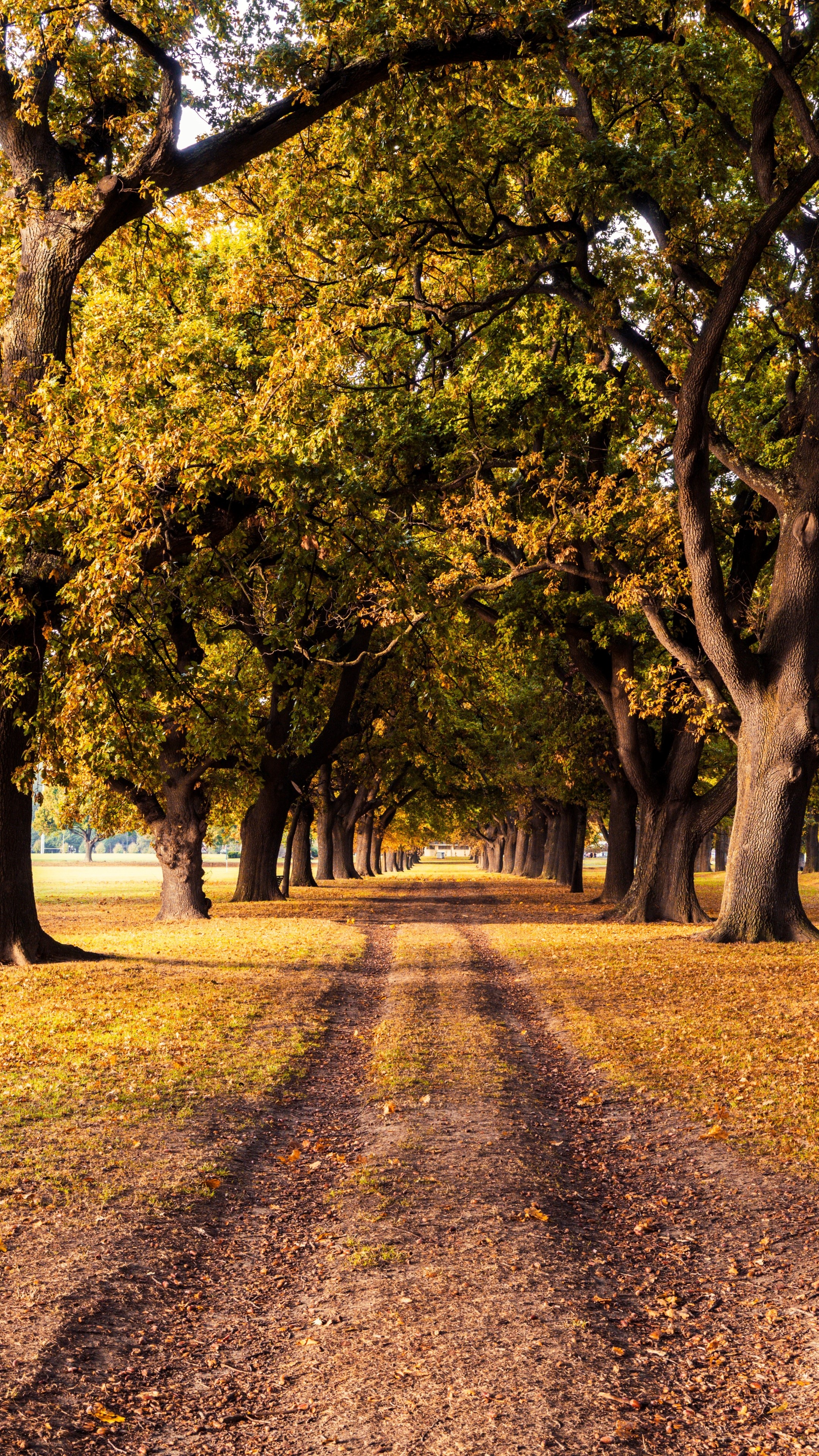 Tree-lined dirt road in autumn HD Phone Wallpaper