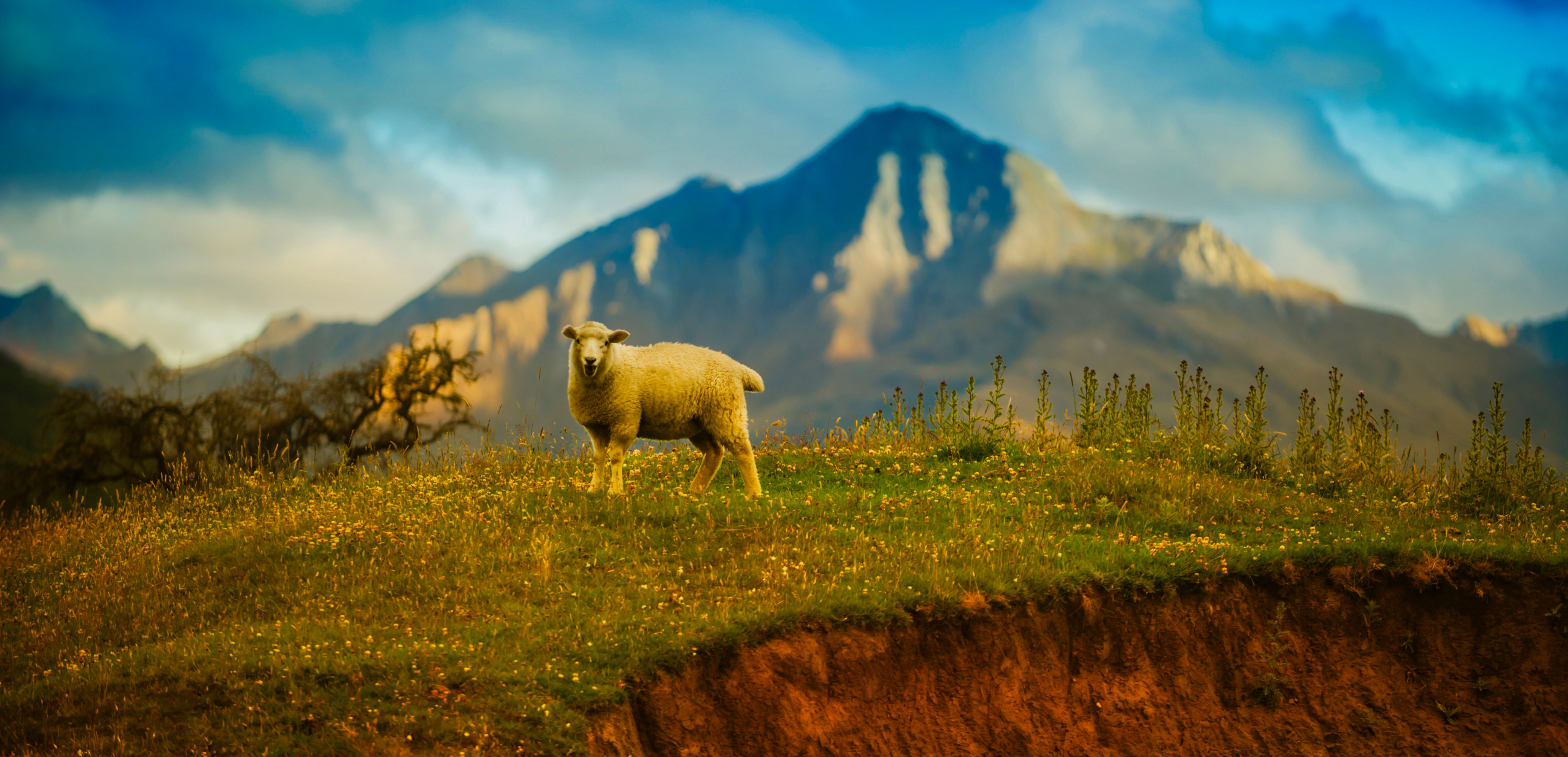 Sheep in front of a mountain in New Zealand 4K HD Wallpaper