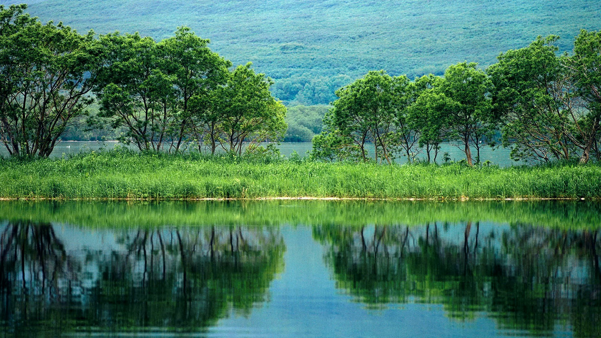 Trees and grass reflected in a lake HD Wallpaper