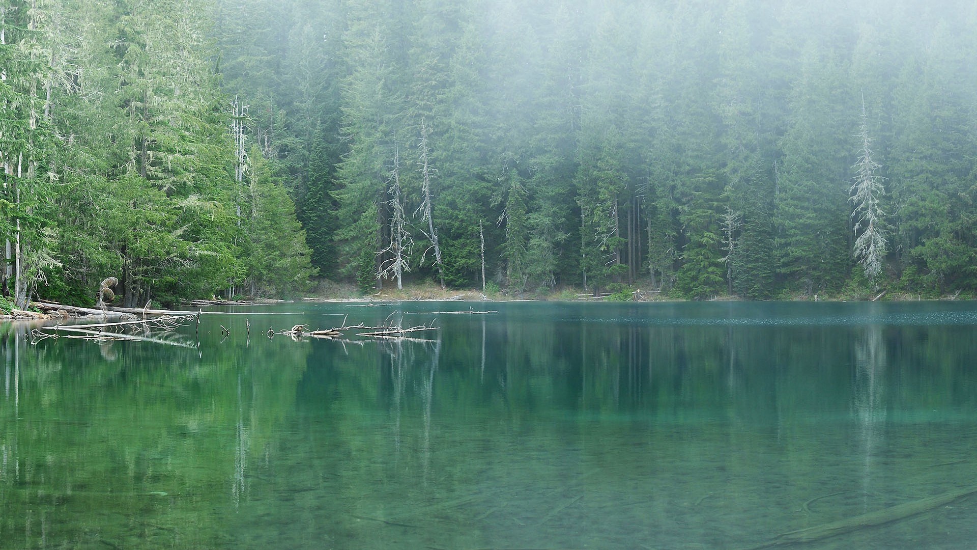 Misty lake surrounded by evergreen forest HD Wallpaper