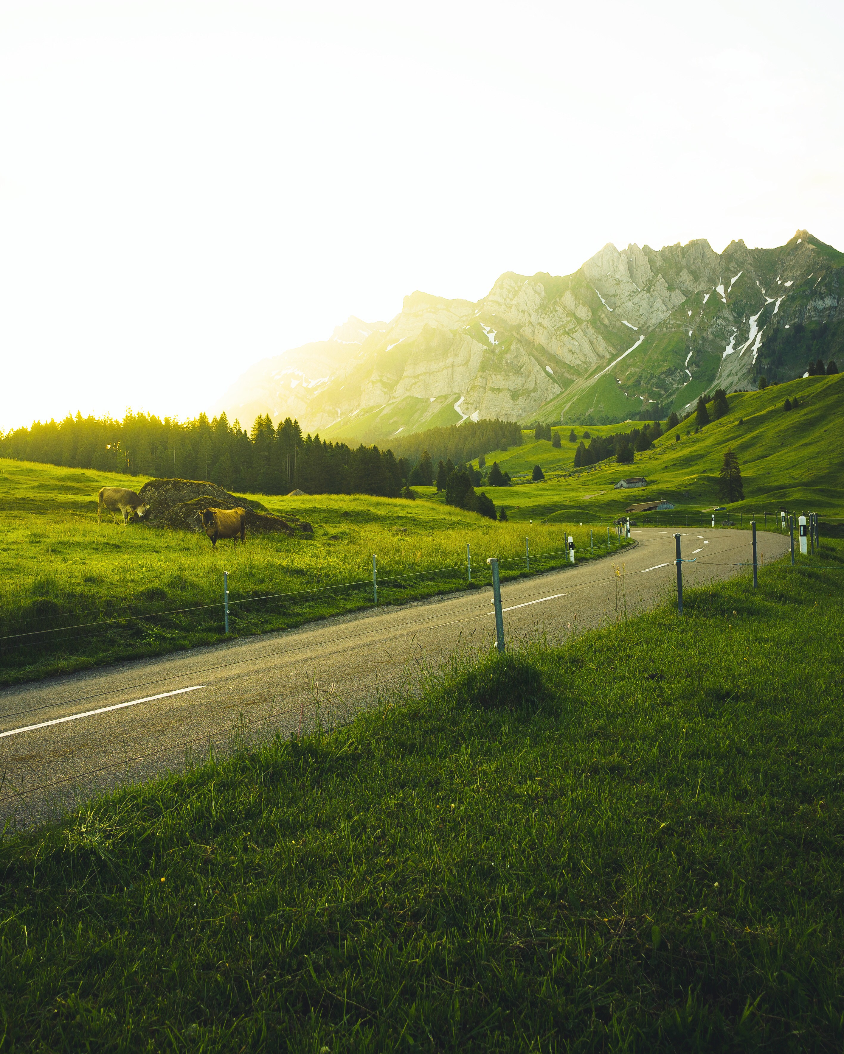Winding road through green mountains with cows HD Wallpaper