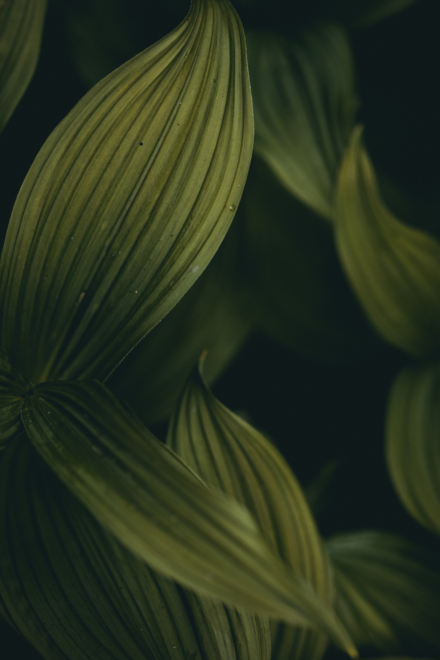 Close-up of green leaves with visible veins HD Phone Wallpaper