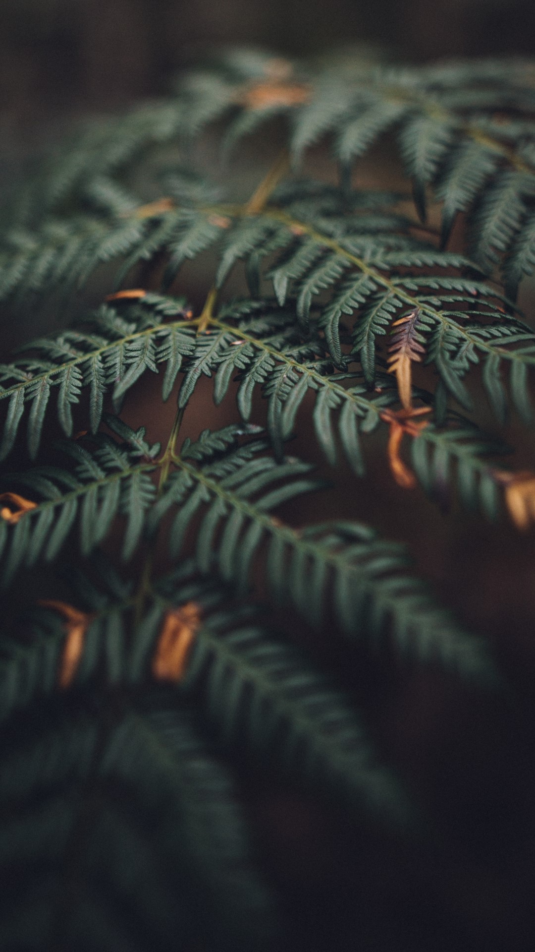 Close-up of green fern leaves HD Phone Wallpaper
