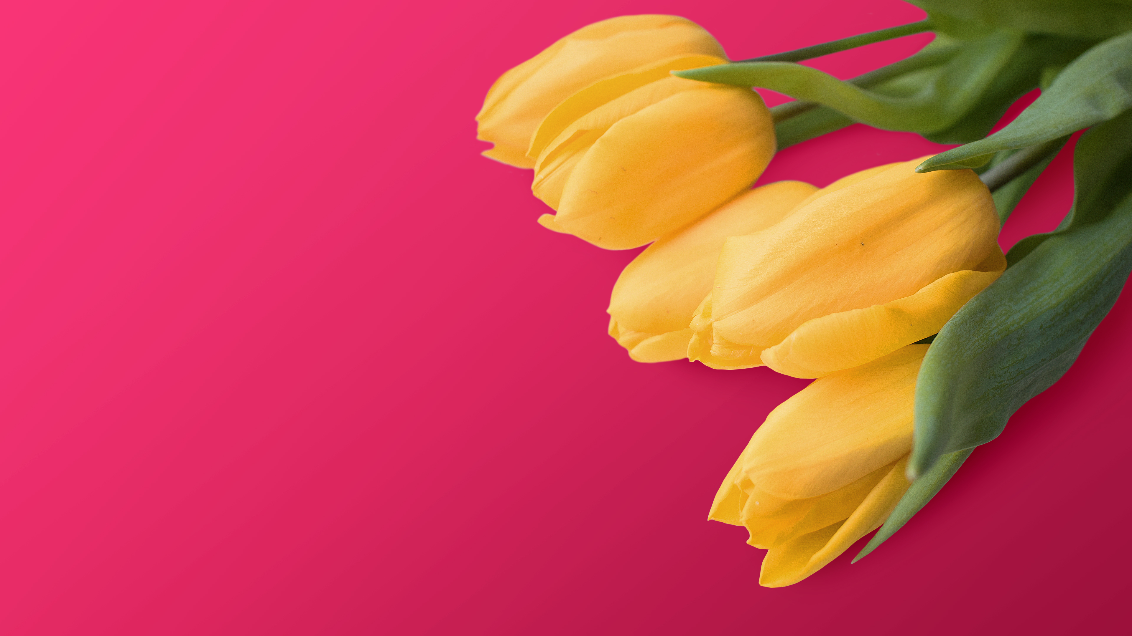 Yellow tulips on a red background HD Wallpaper