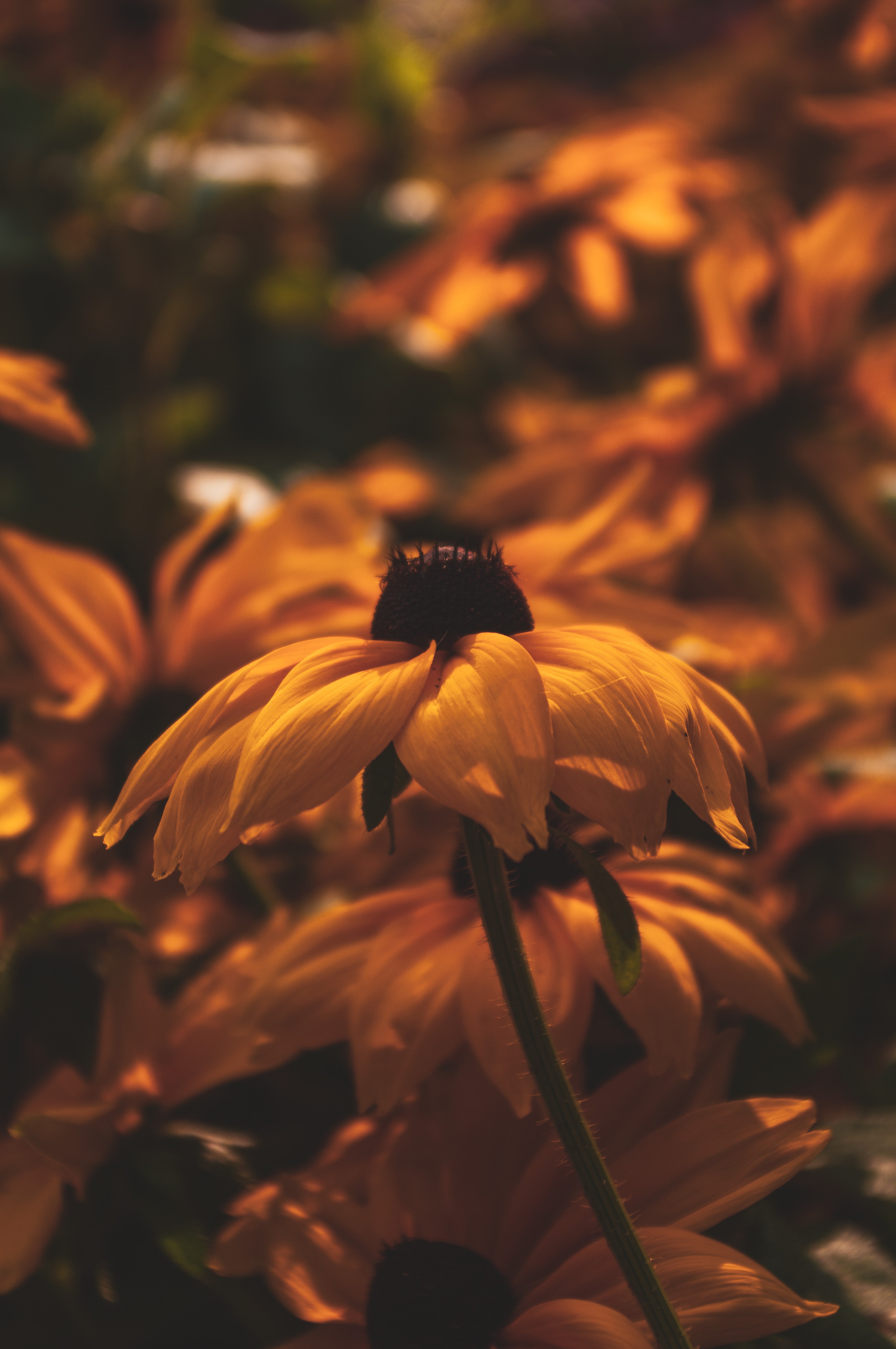 Yellow flowers in the sun HD Phone Wallpaper
