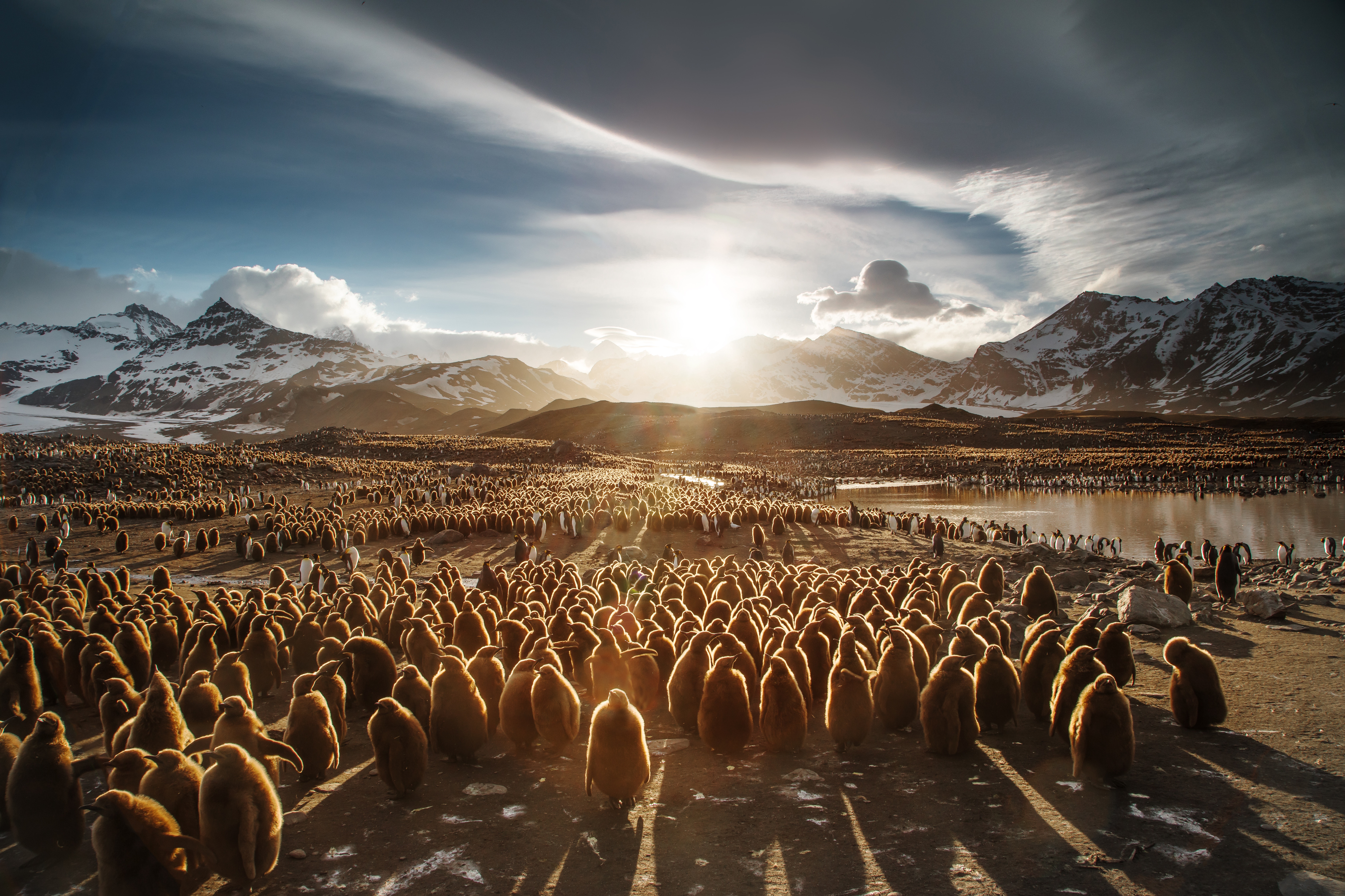 King Penguins Colony in South Georgia and the South Sandwich Islands HD Wallpaper