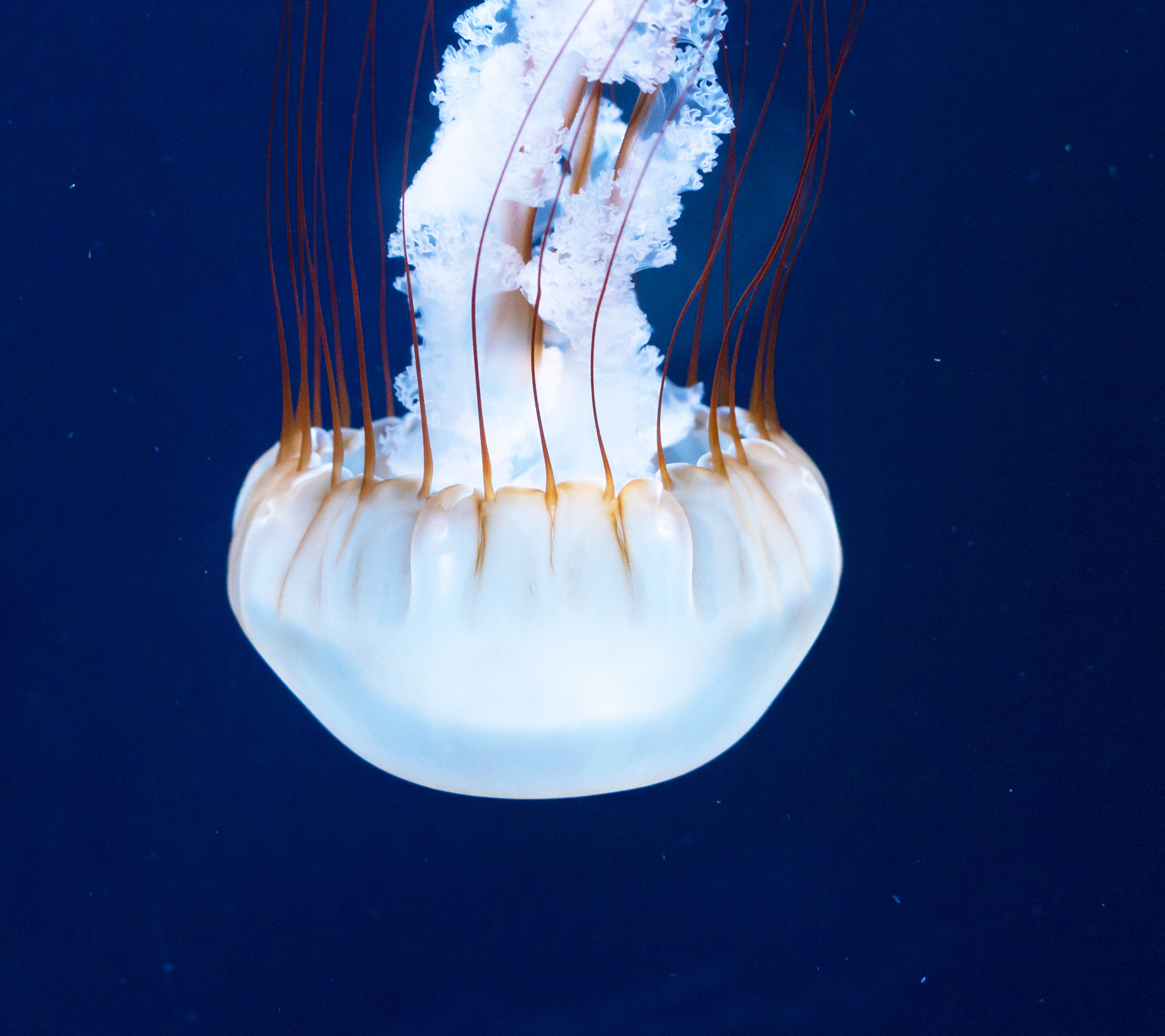 Jellyfish underwater HD Wallpaper