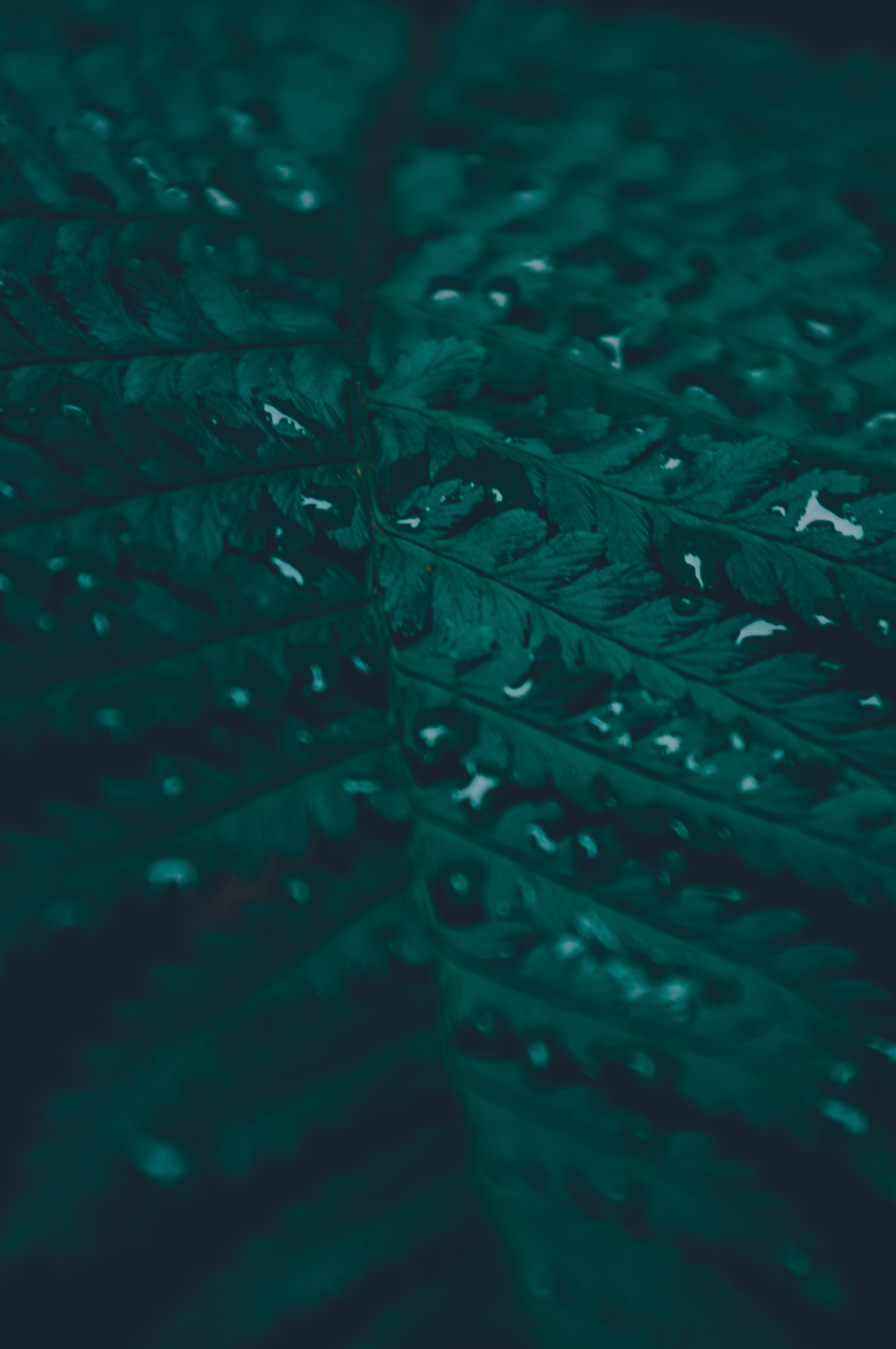 Close-up of a dark green leaf with water droplets HD Phone Wallpaper