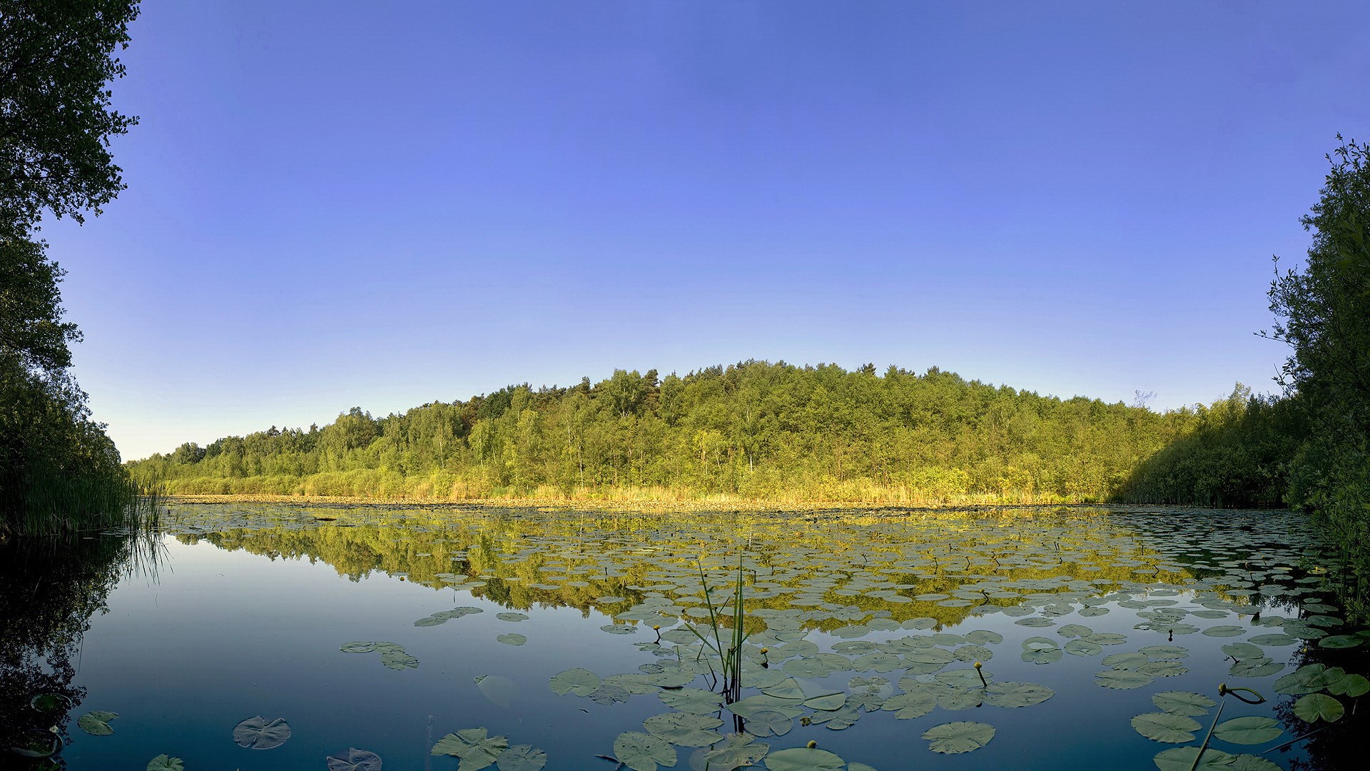 Lake with lily pads and forest reflection HD Wallpaper