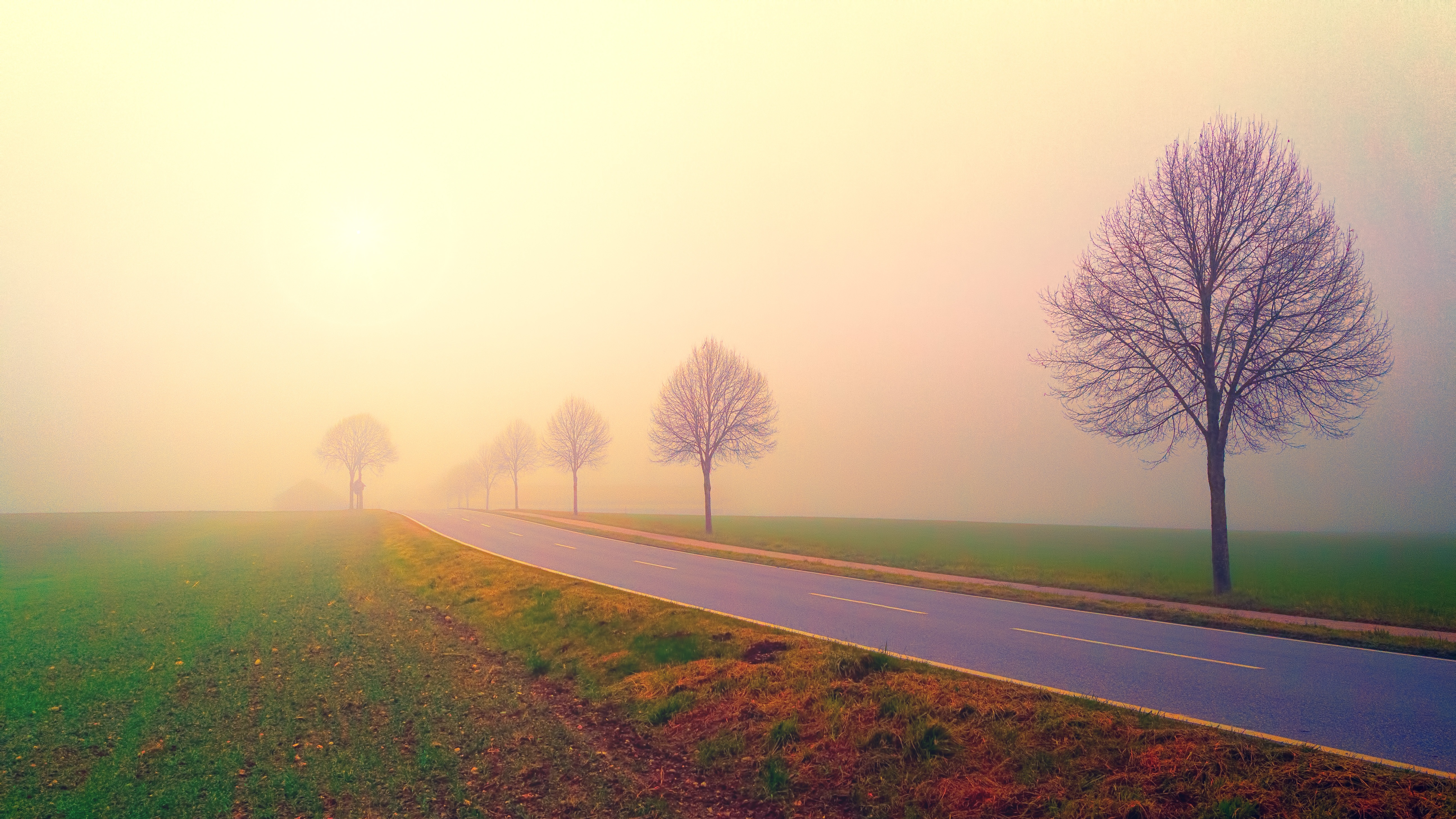 Foggy road with trees at sunrise HD Wallpaper