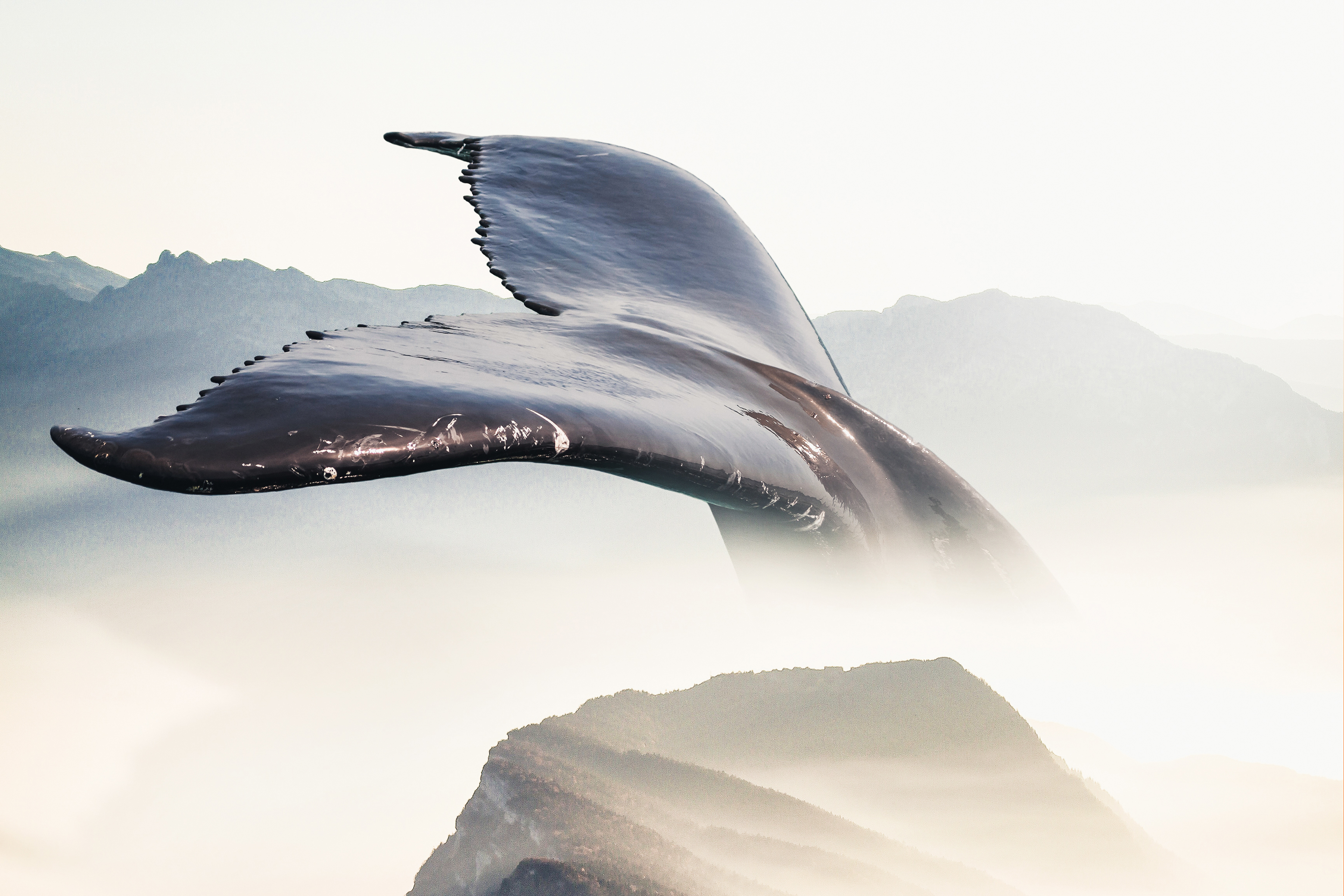 Whale tail over foggy mountains HD Wallpaper