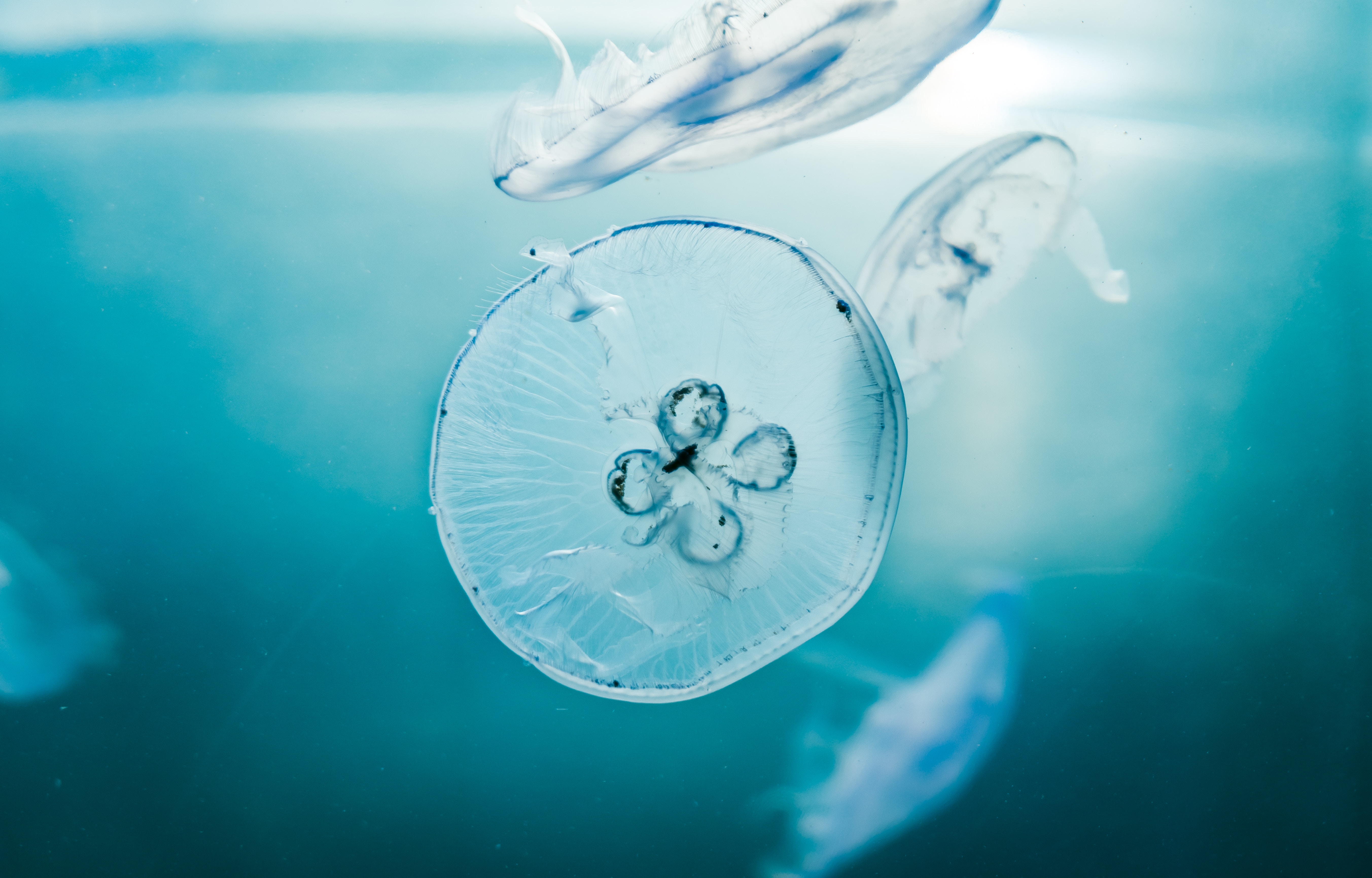 Jellyfishes in an aquarium 4K HD Wallpaper