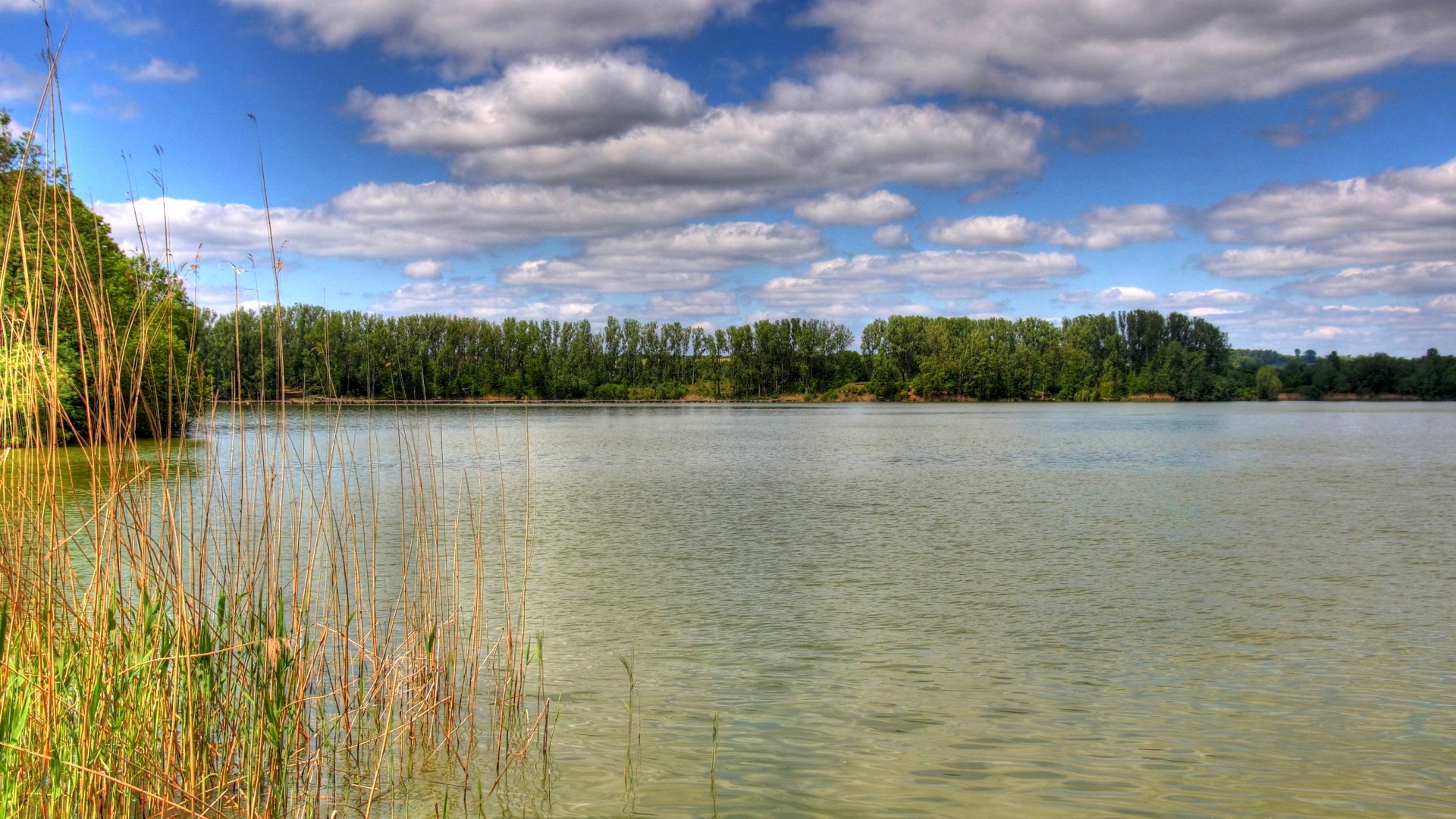 Lake with reeds and trees under a cloudy sky HD Wallpaper