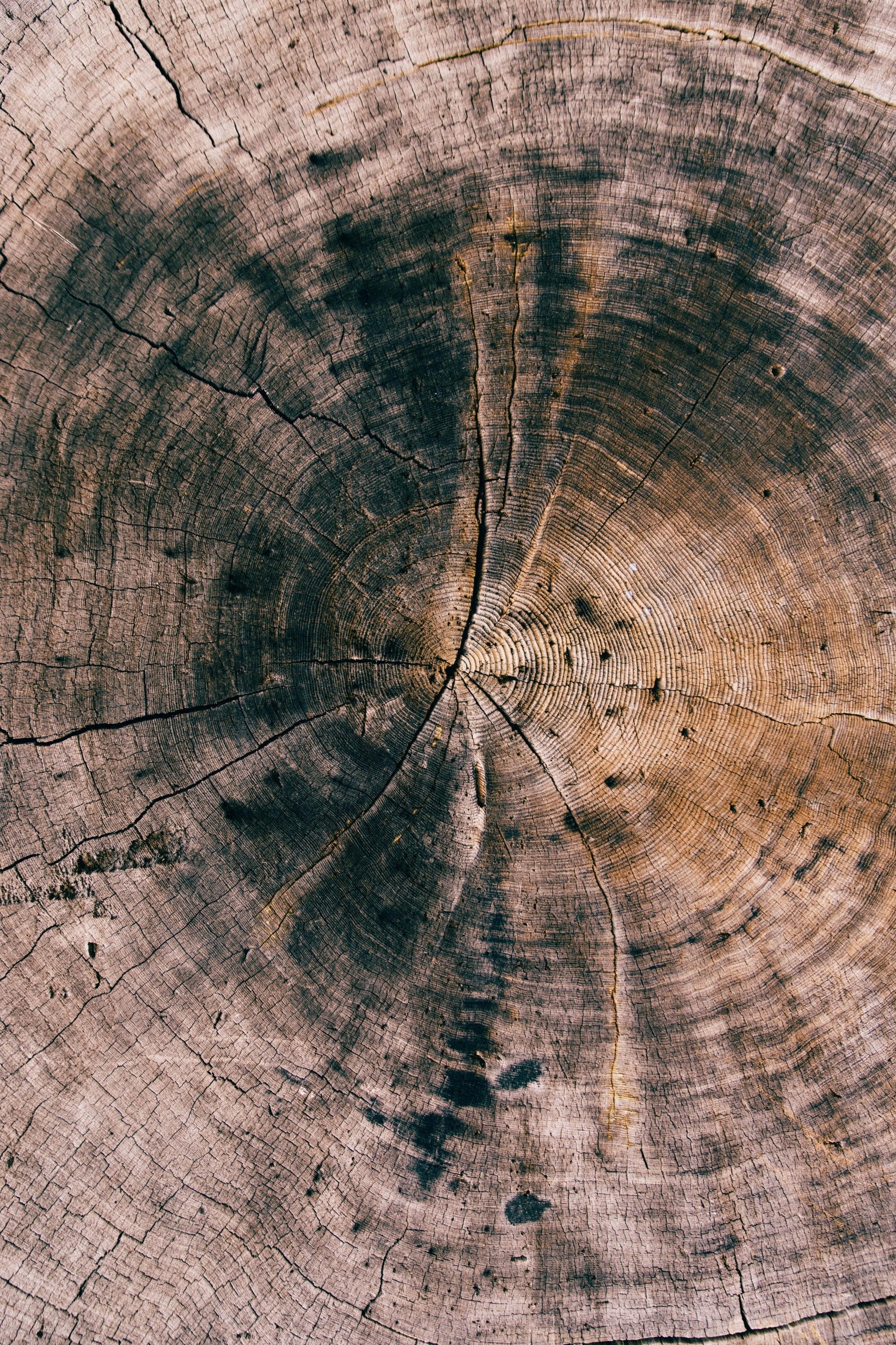 Close-up of a weathered tree stump with visible growth rings HD Phone Wallpaper